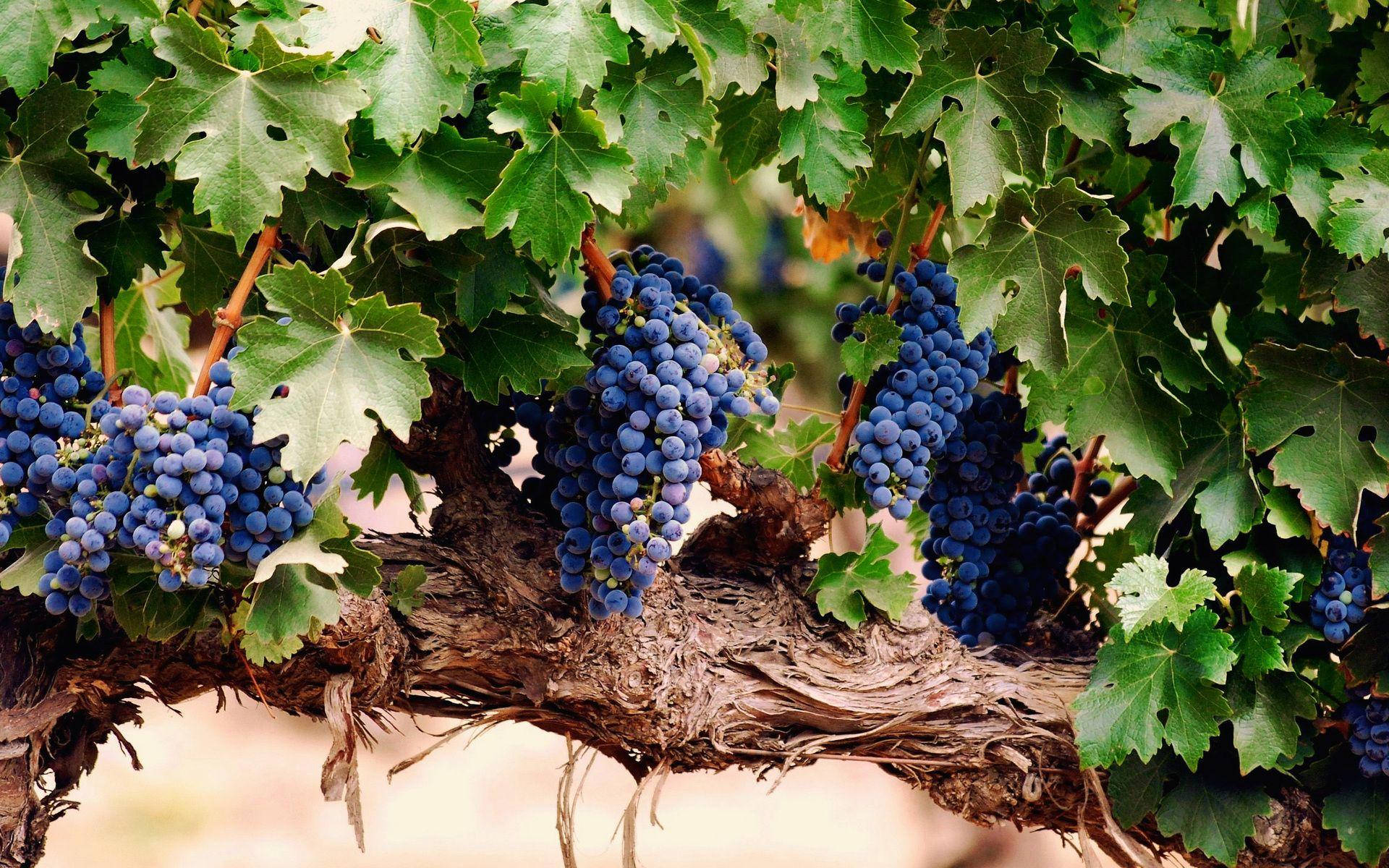 A Cluster Of Ripe Black Muscat Wine Grapes