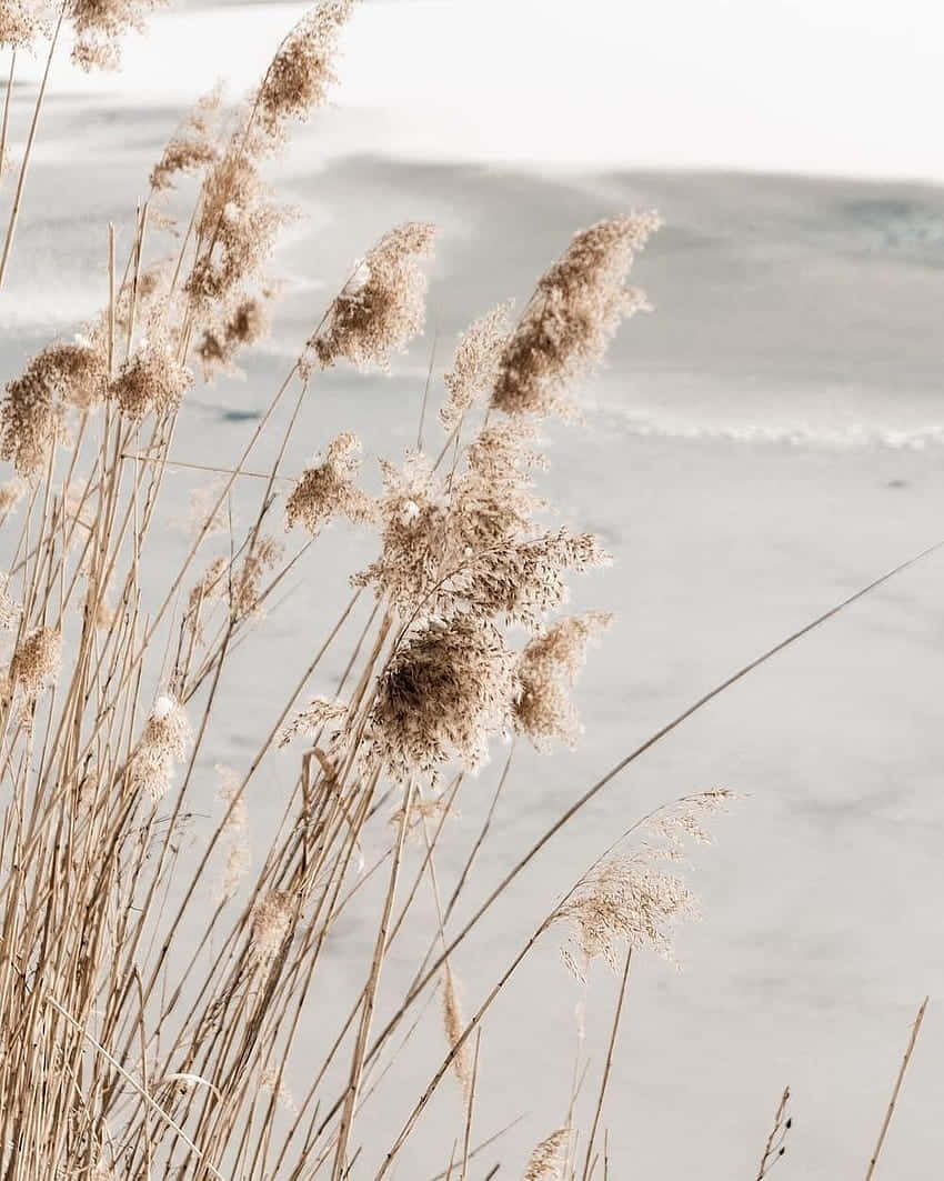 A Cluster Of Tall And Feathery Pampas Grass In The Great Outdoors. Background