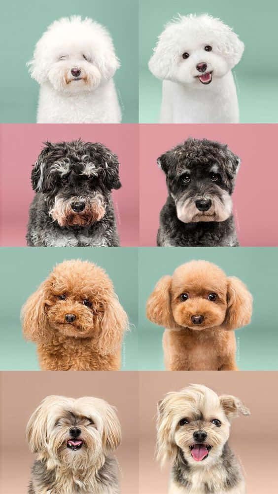 A Collage Of Different Dogs In Different Colors