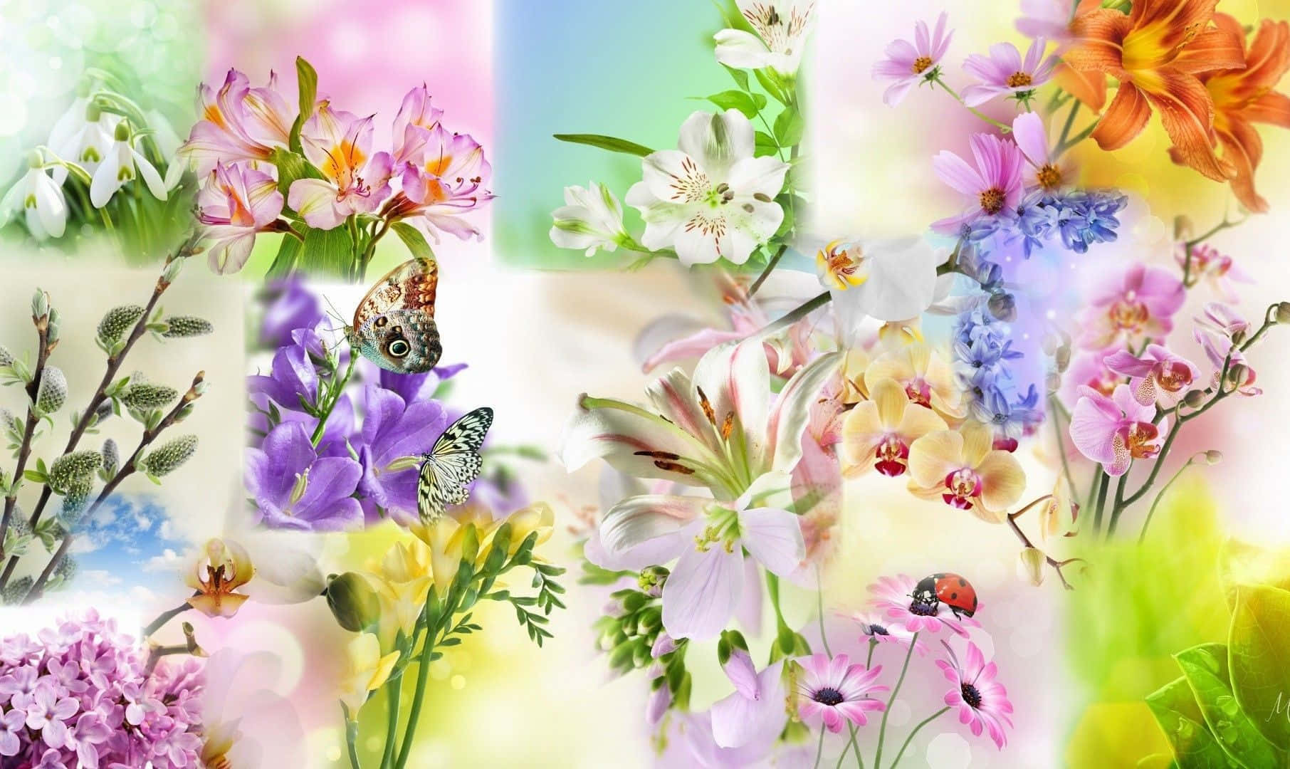 A Collage Of Flowers And Butterflies