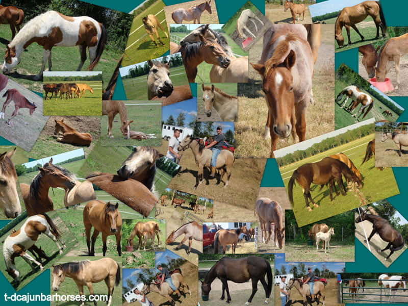 A Collage Of Horses And People Background