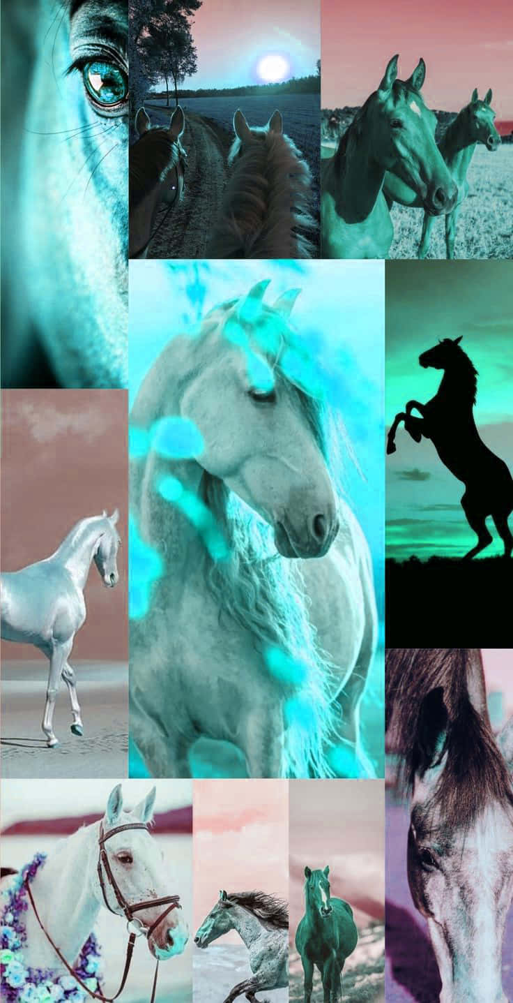 A Collage Of Horses In Different Colors Background