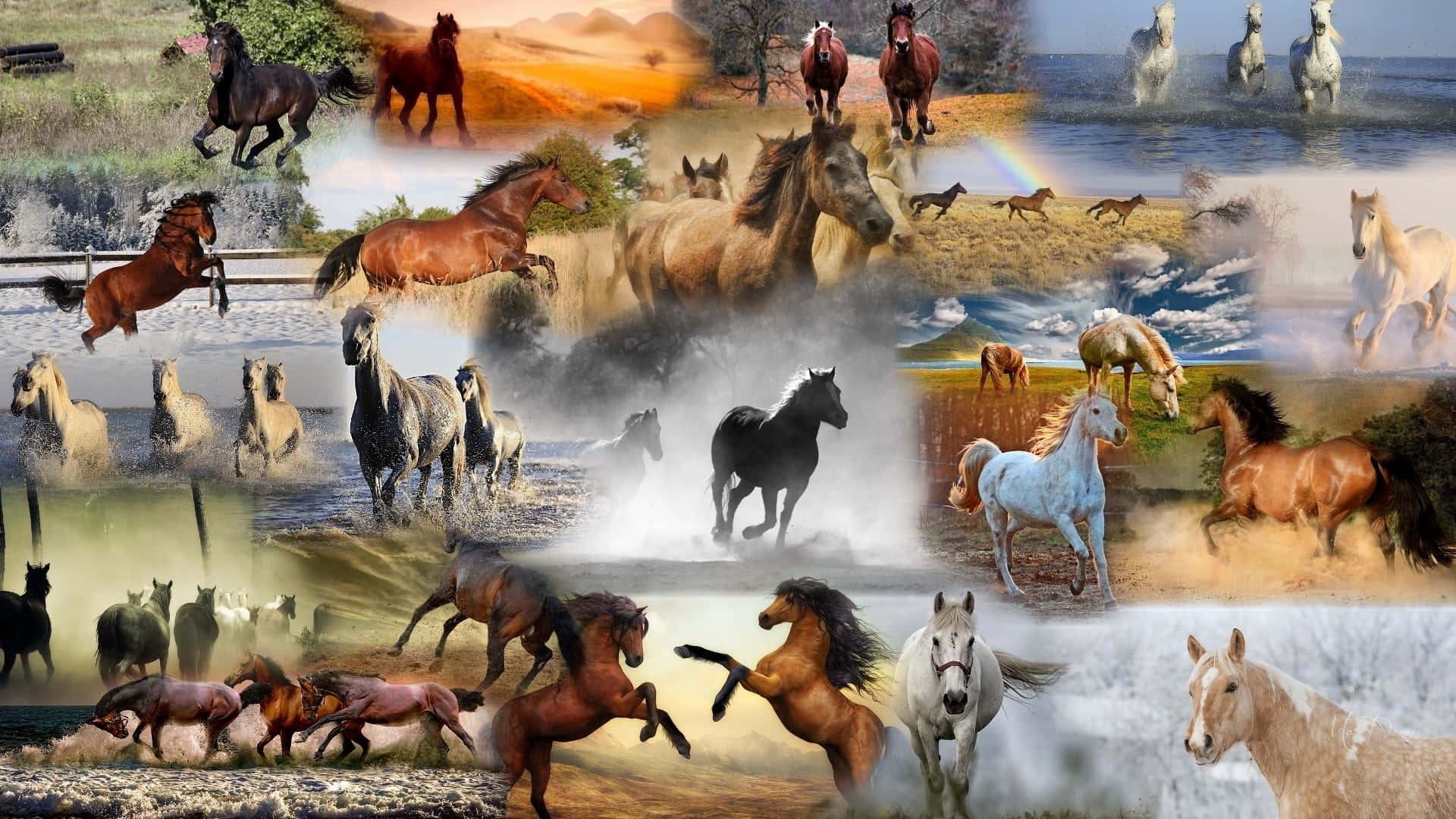 A Collage Of Horses Running In The Water Background