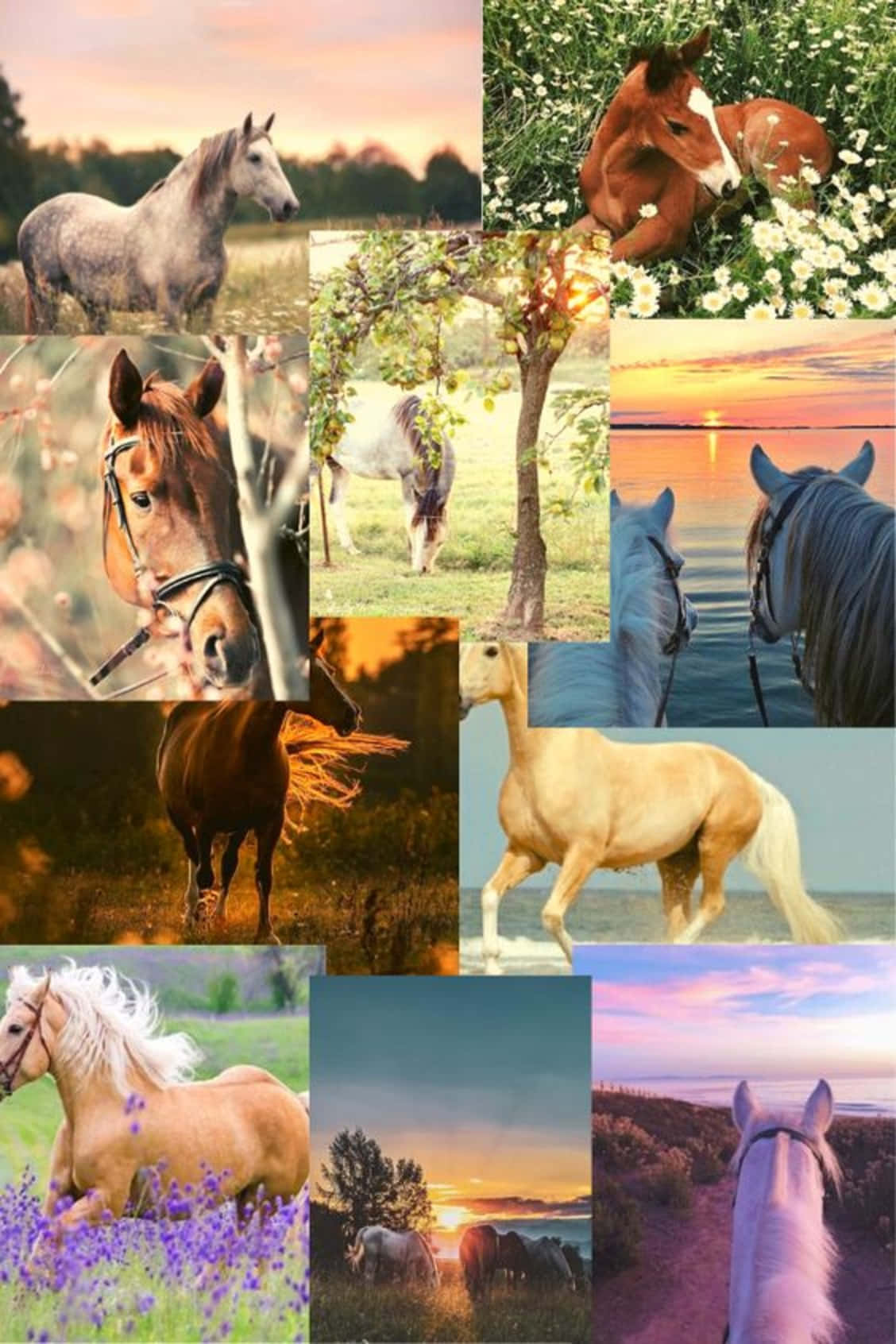 A Collage Of Majestic Horses Background