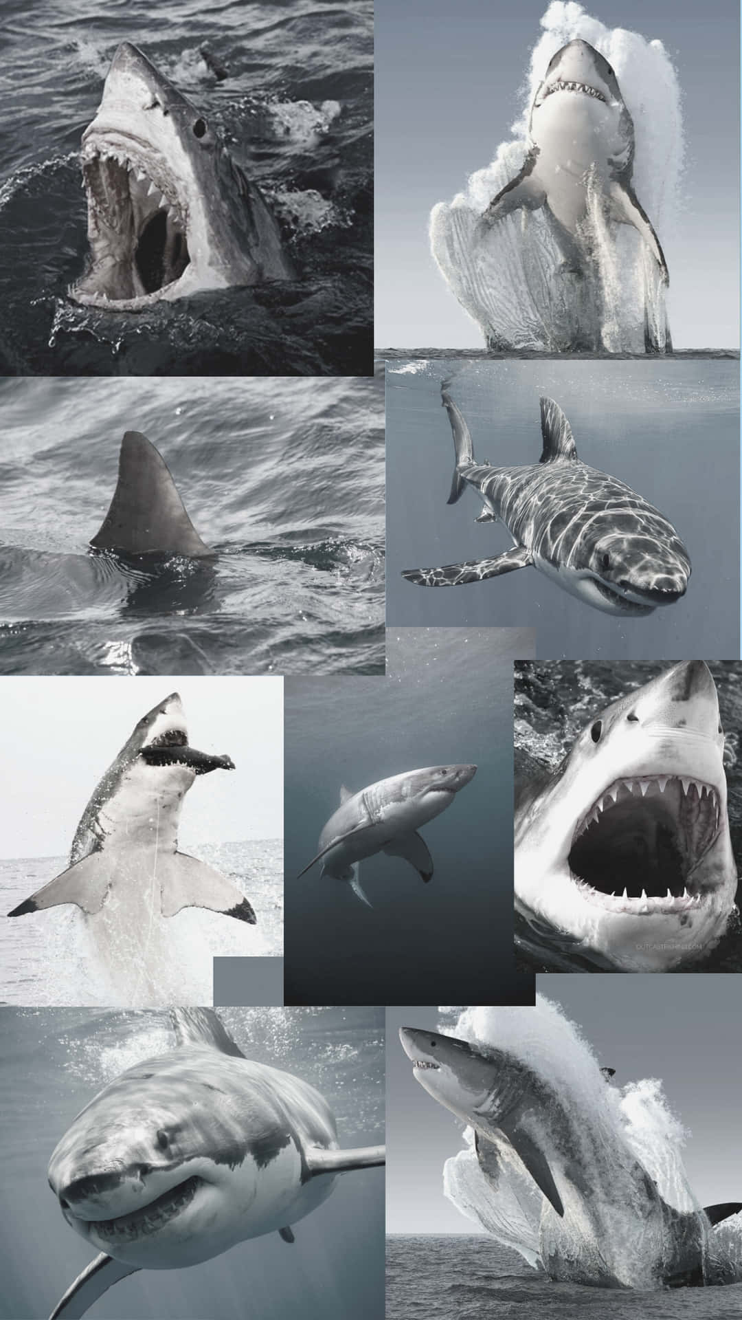 A Collage Of Pictures Of Sharks In The Ocean Background