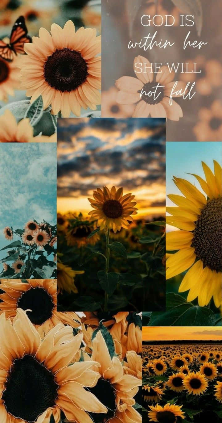 A Collage Of Sunflowers And Butterflies Background