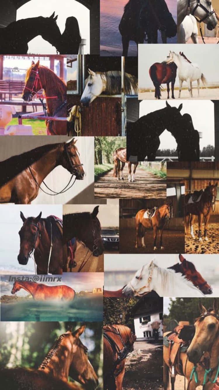 A Collage Of Wild Horses Background