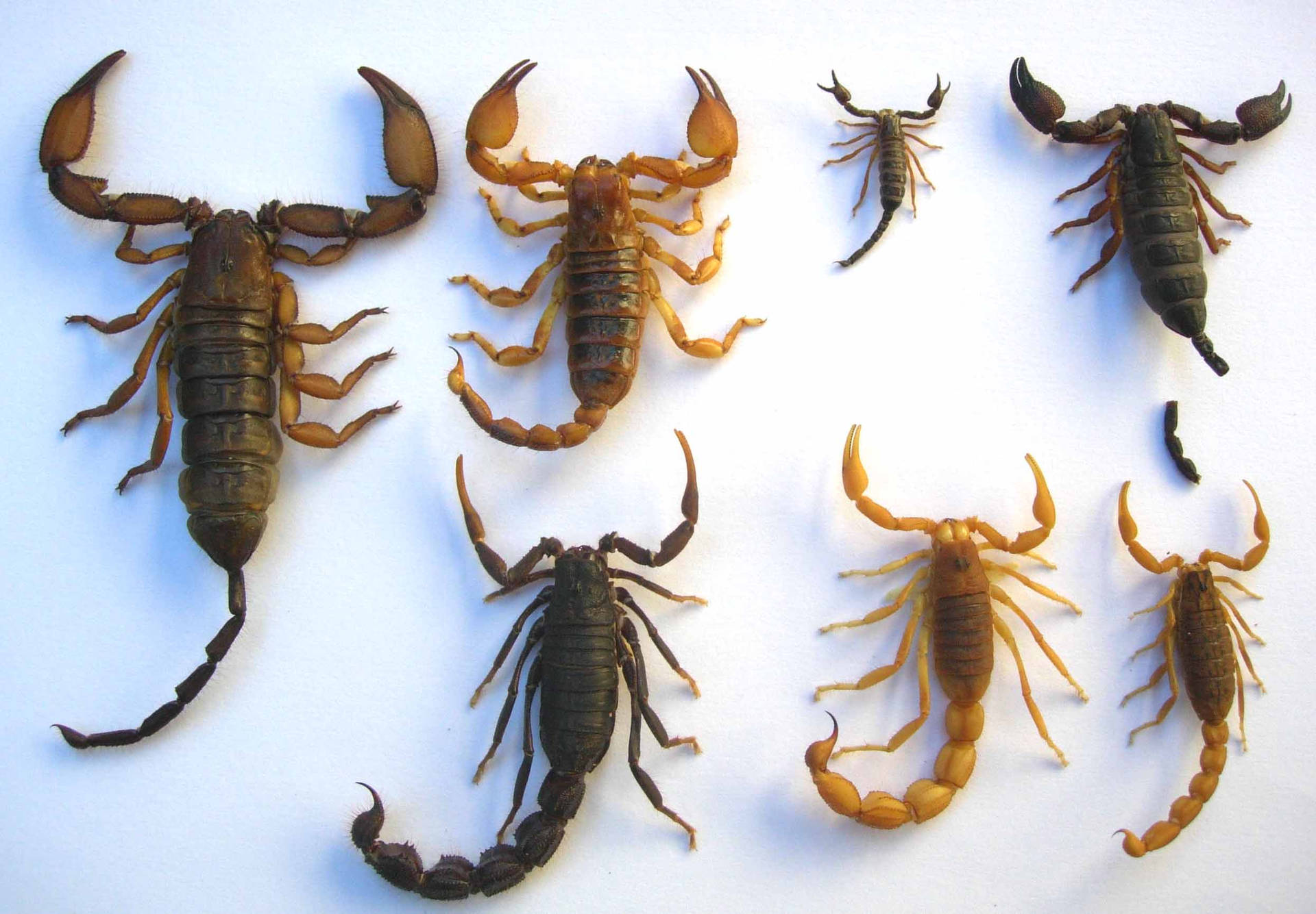 A Collection Of Scorpions Of Varying Sizes On A White Background