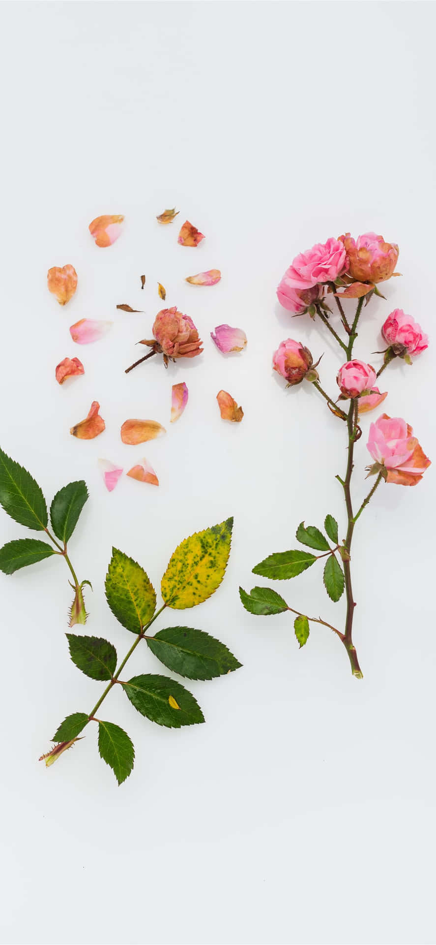 A Colorful And Vibrant Pretty Flower In Full Bloom Background