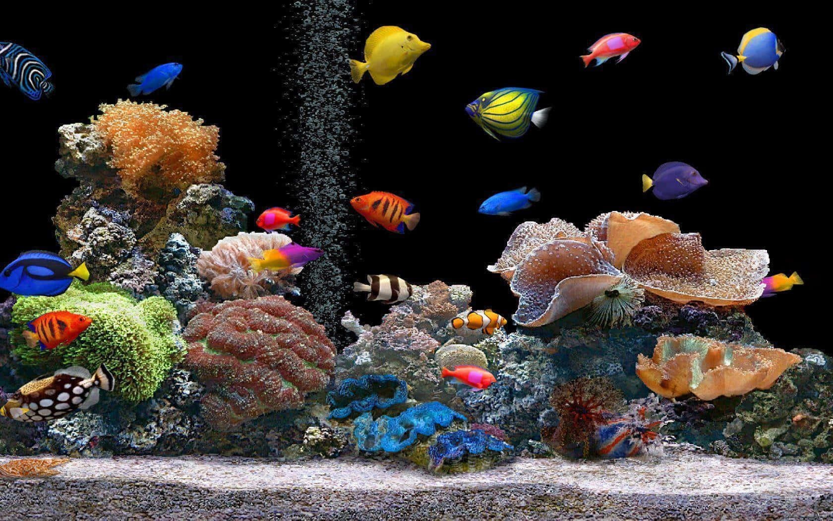 A Colorful Aquarium With Many Fish And Corals Background