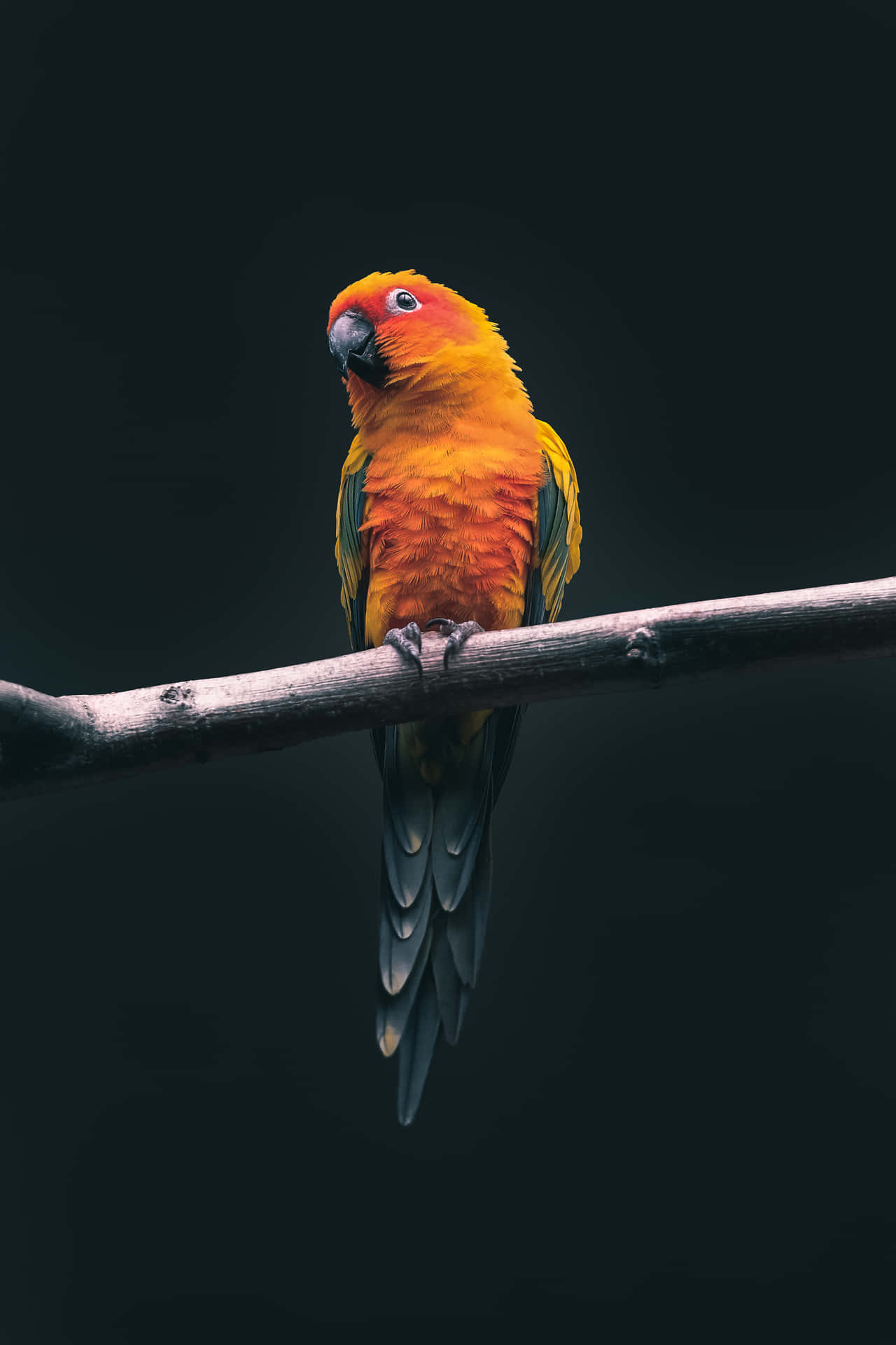 A Colorful Bird Sitting On A Branch Background