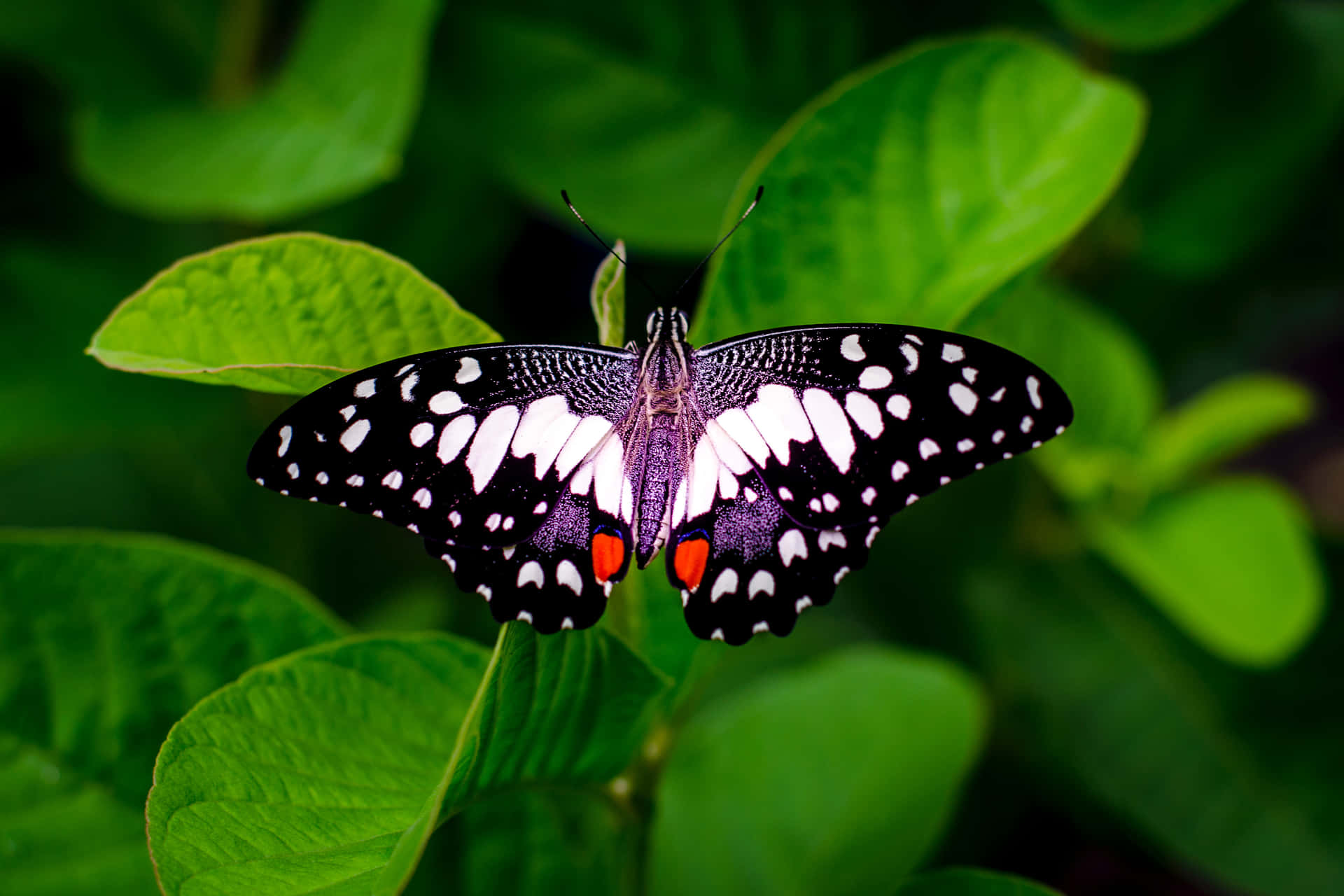 A Colorful Butterfly Spotted Resting On The Keys Of A Sleek Laptop Background