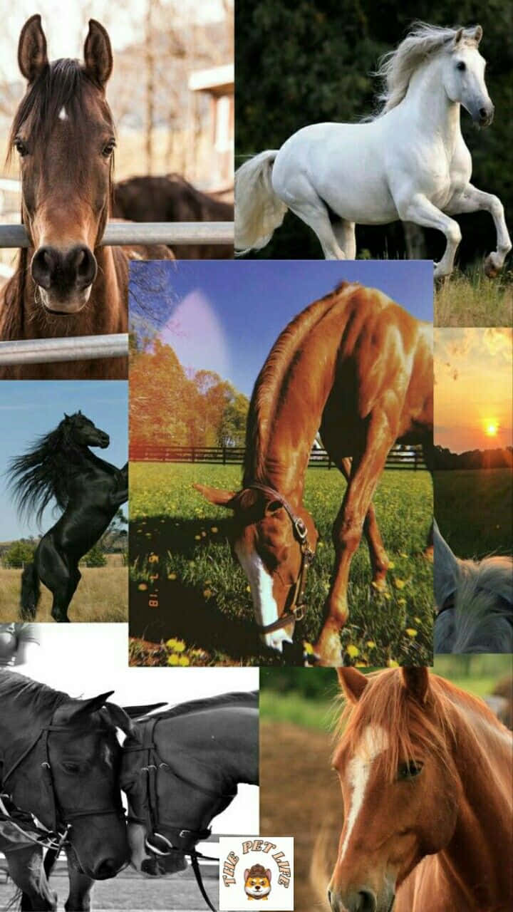 A Colorful Collage Of Horses In All Shapes And Sizes Background