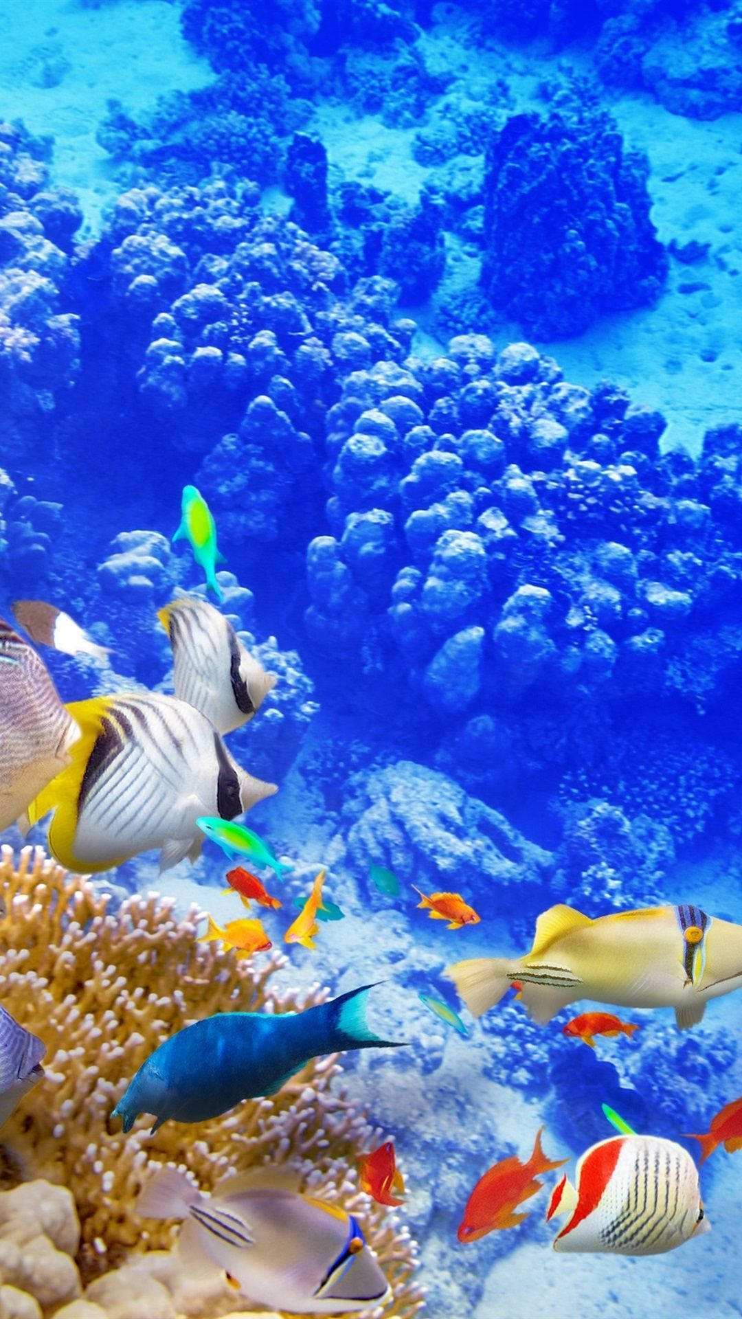 A Colorful Coral Reef Background