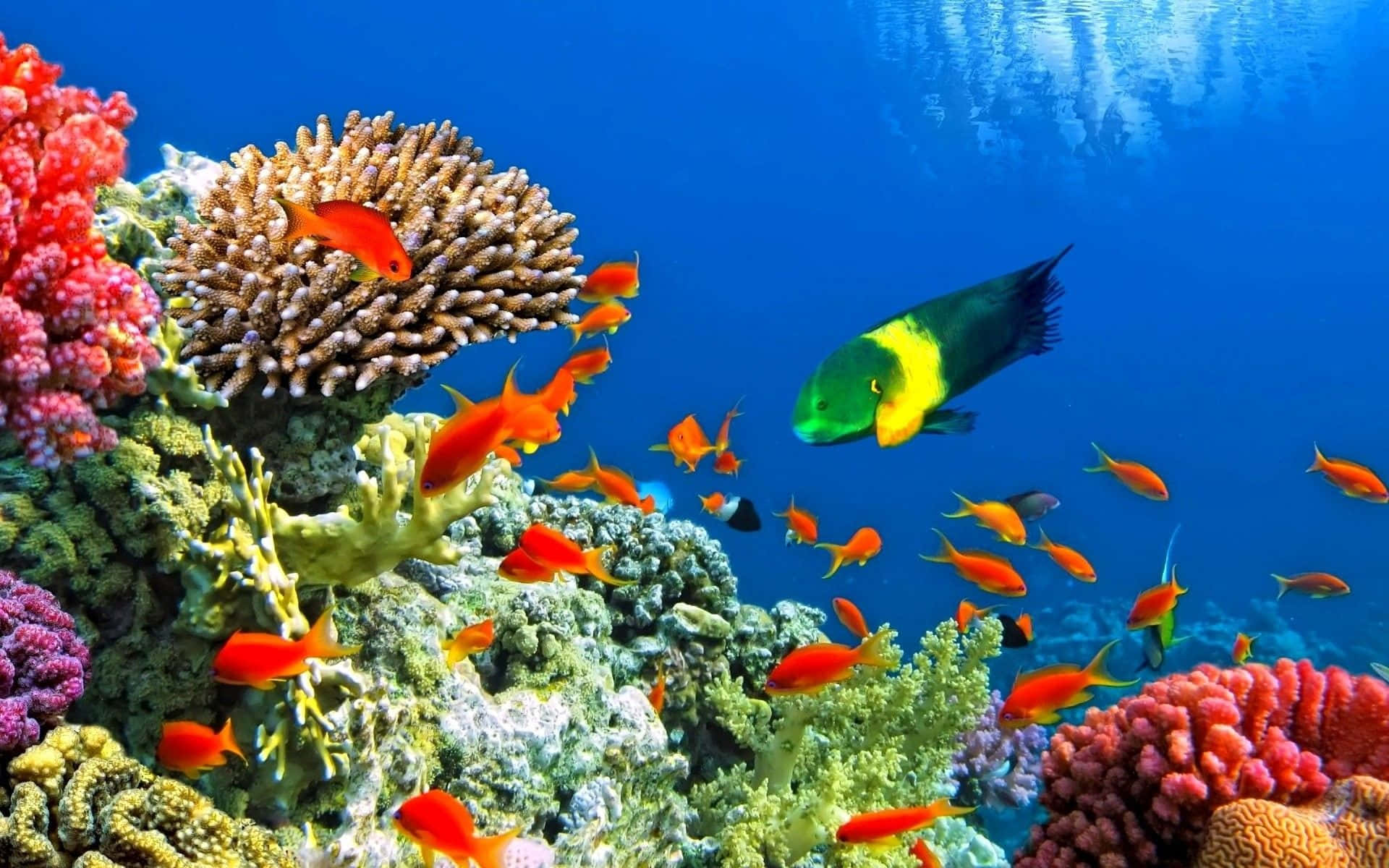 A Colorful Coral Reef With Fish And Corals Background