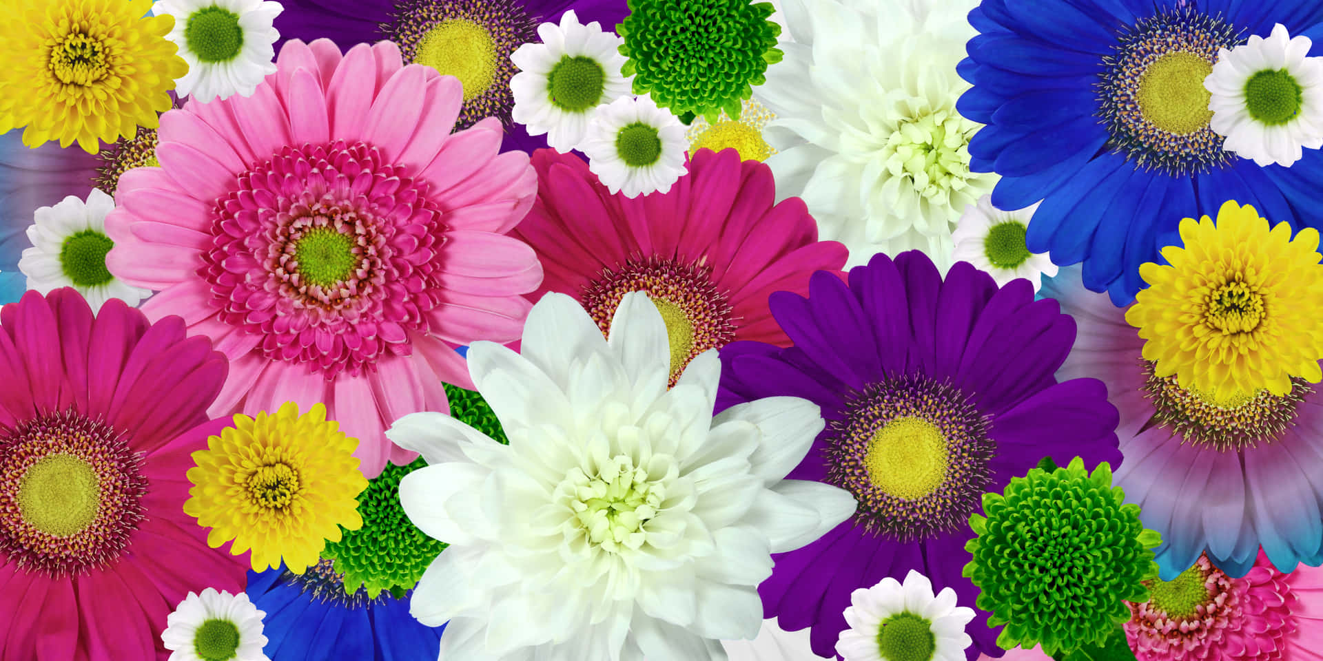 A Colorful Field Of Cheerful Daisies! Background