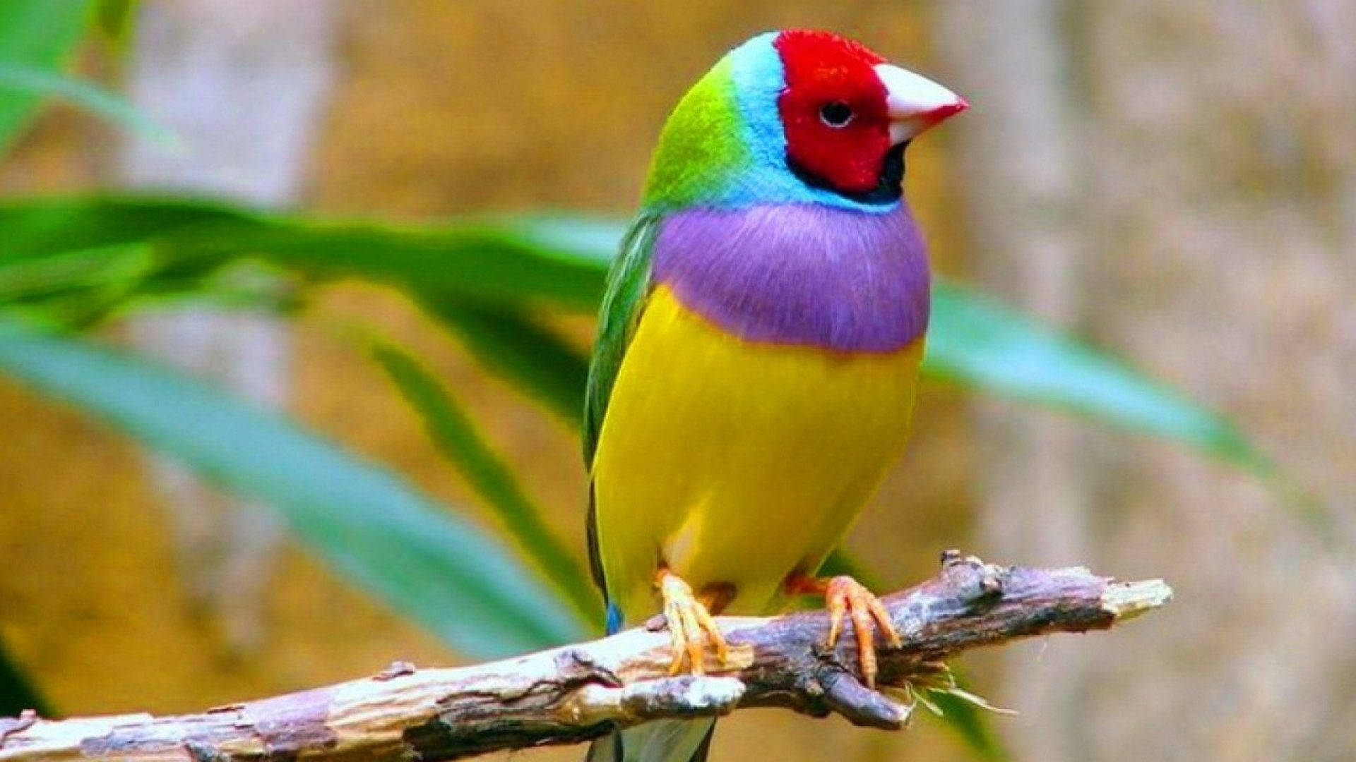 A Colorful Finch Bird Background