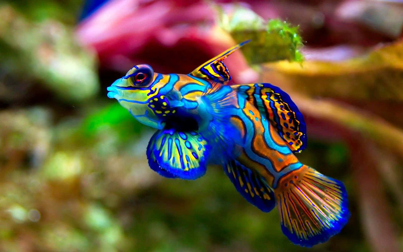 A Colorful Fish Swimming In An Aquarium Background