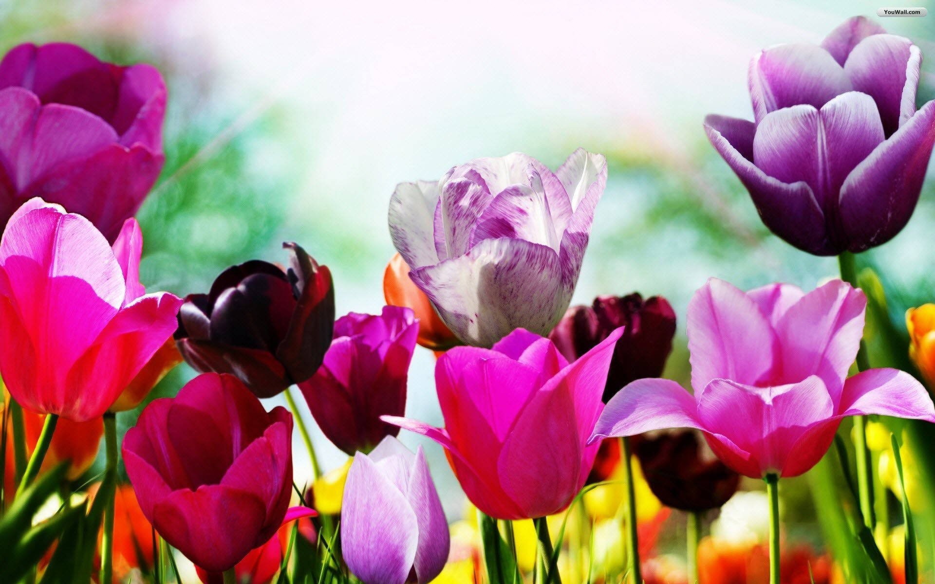 A Colorful Flower Field With Many Different Colors Background