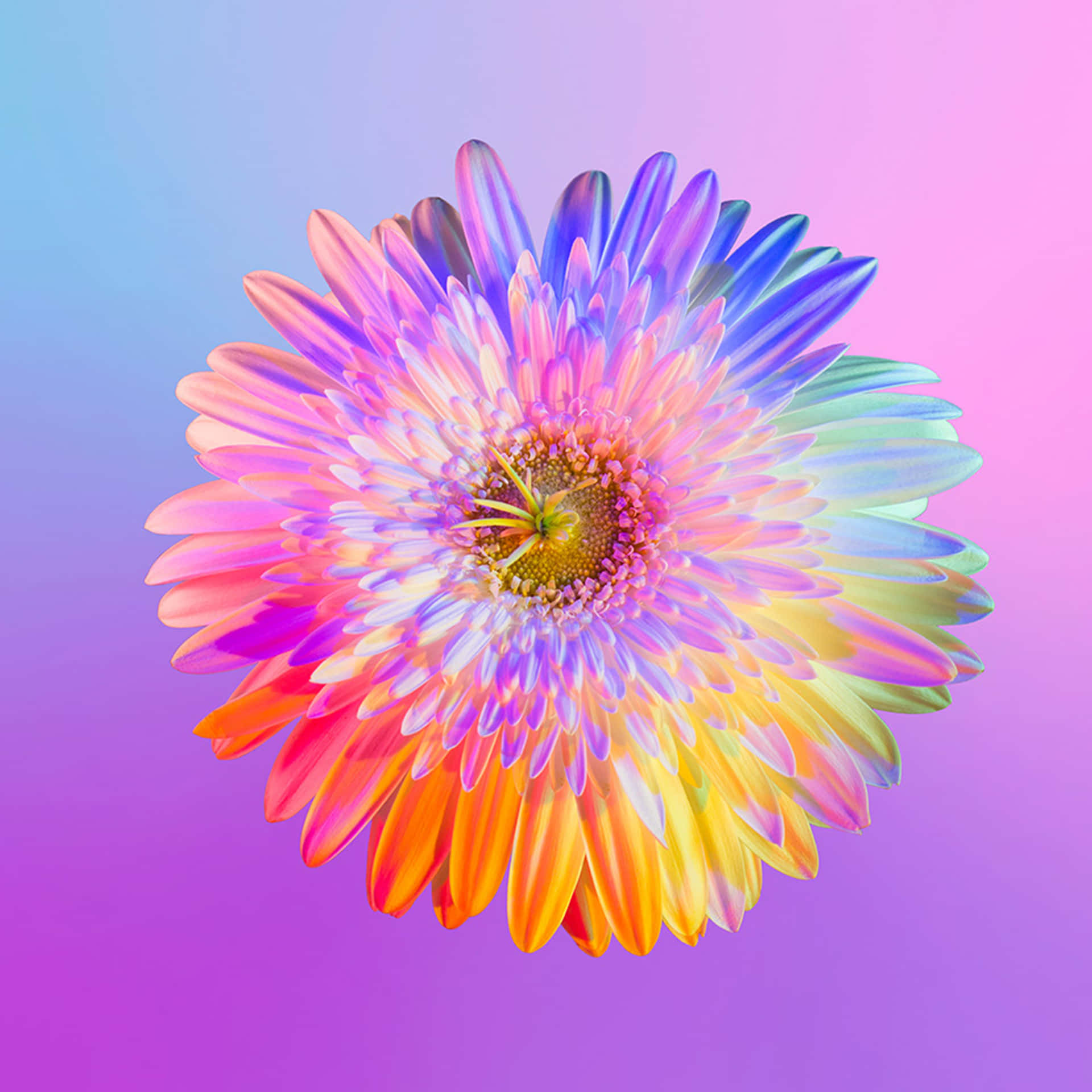 A Colorful Flower On A Pink And Purple Background Background