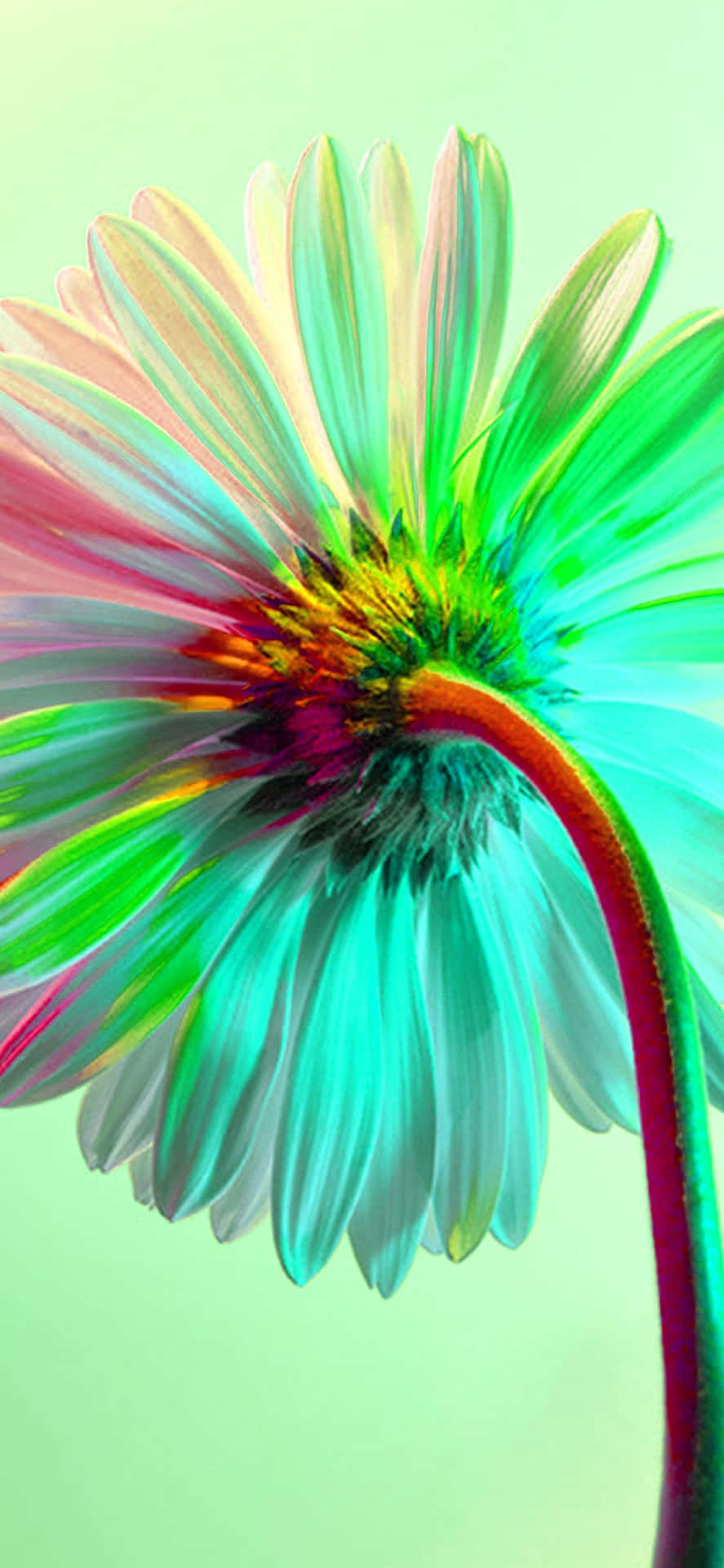 A Colorful Flower With A Green Background Background