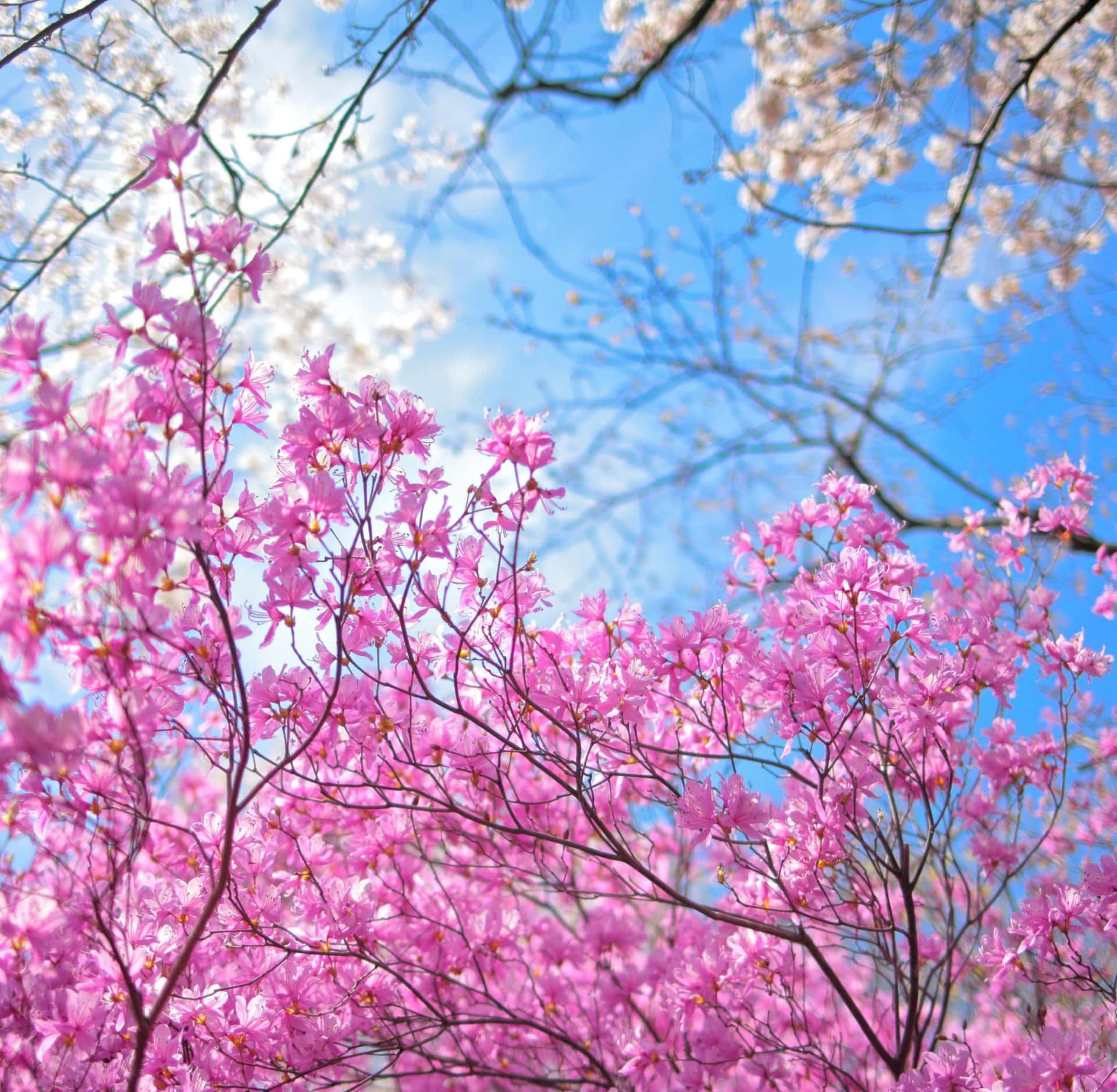 A Colorful Graphic Of A Landscape Painting Featuring A Bright Spring Day In Blooming Apple Orchard Background