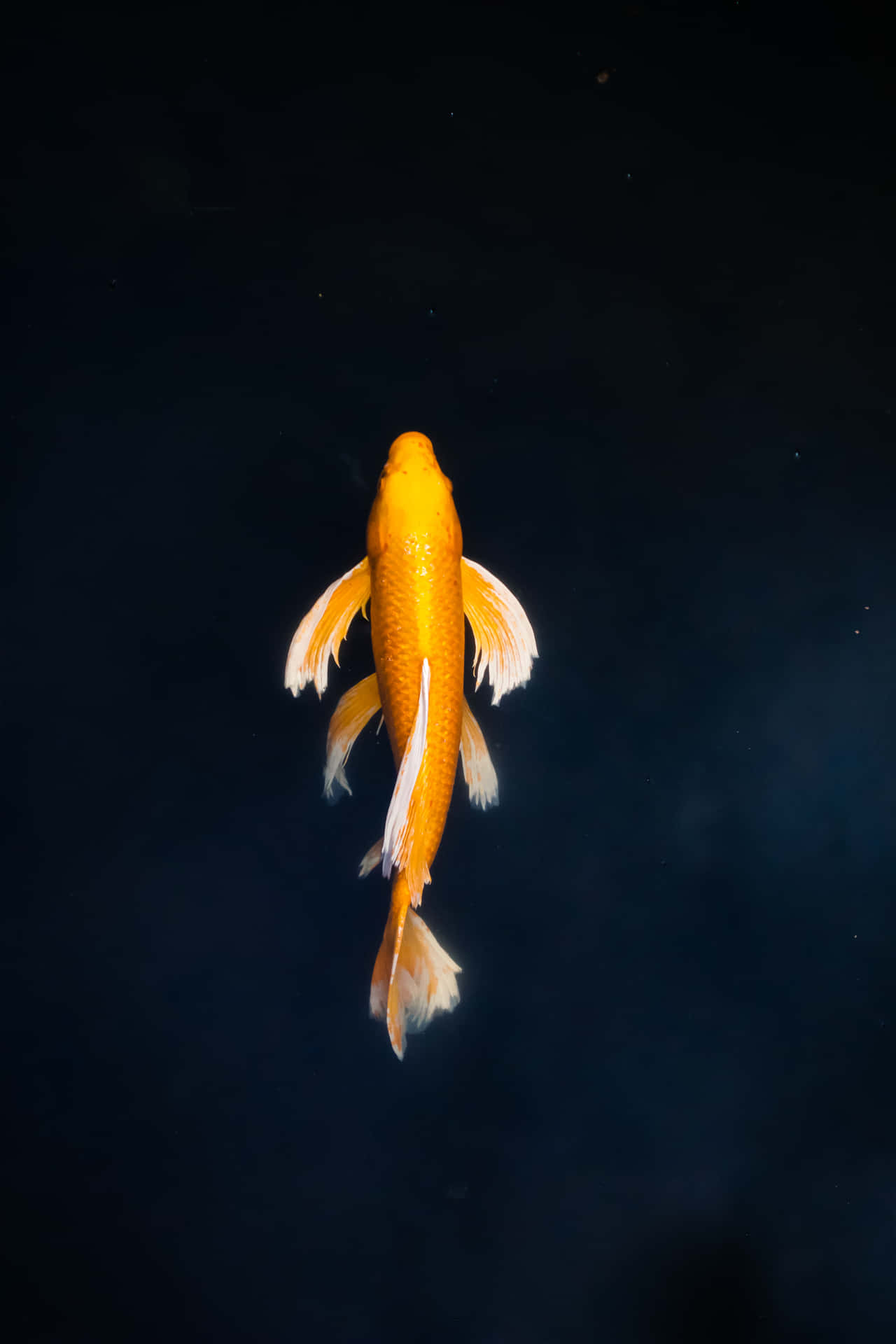 A Colorful Koi Fish Swims Amongst The Rocks In A Pond Background