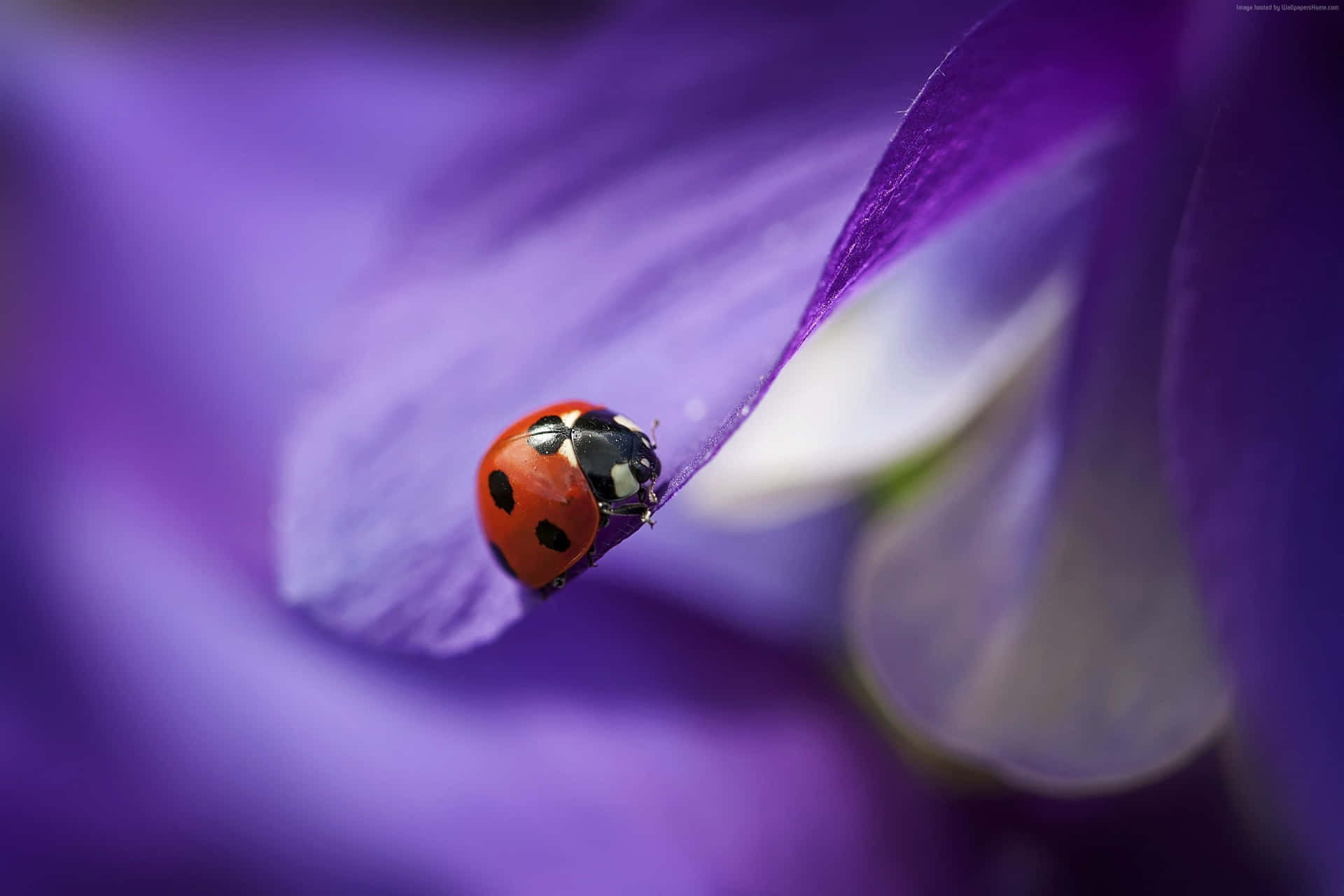 A Colorful Ladybug On An Iphone Background