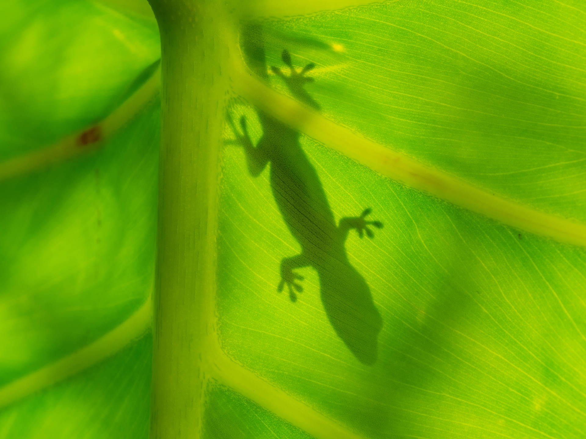 A Colorful Lizard On An Ombre Leaf Background