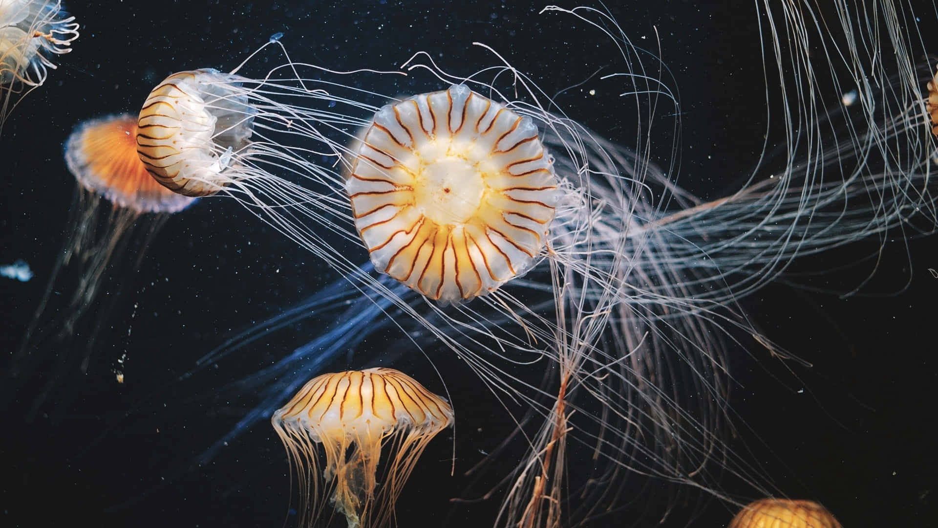 A Colorful School Of 4k Jellyfish Swimming In The Ocean