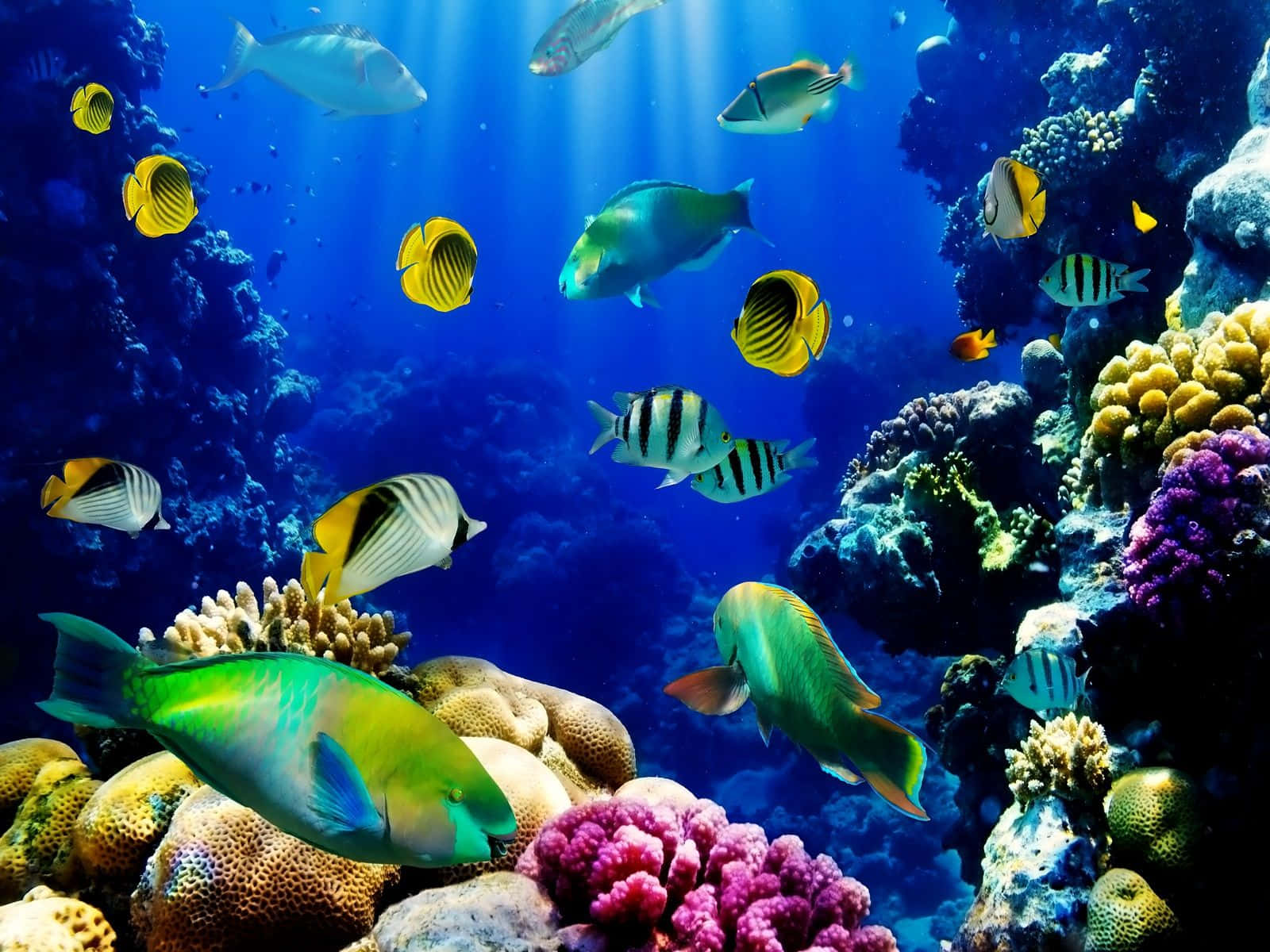 A Colorful Underwater Scene With Fish And Coral Background