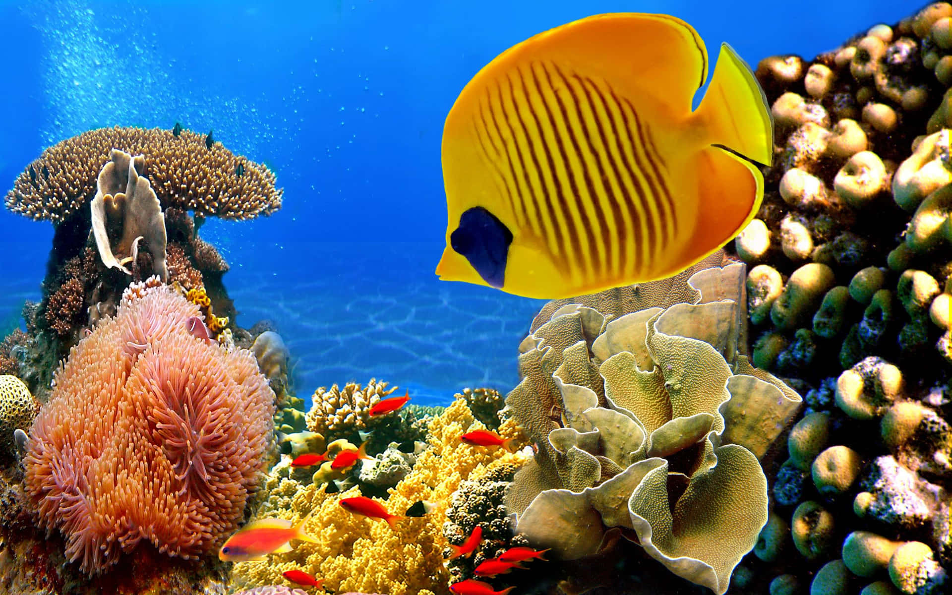 A Colorful Underwater Scene With Fish And Coral