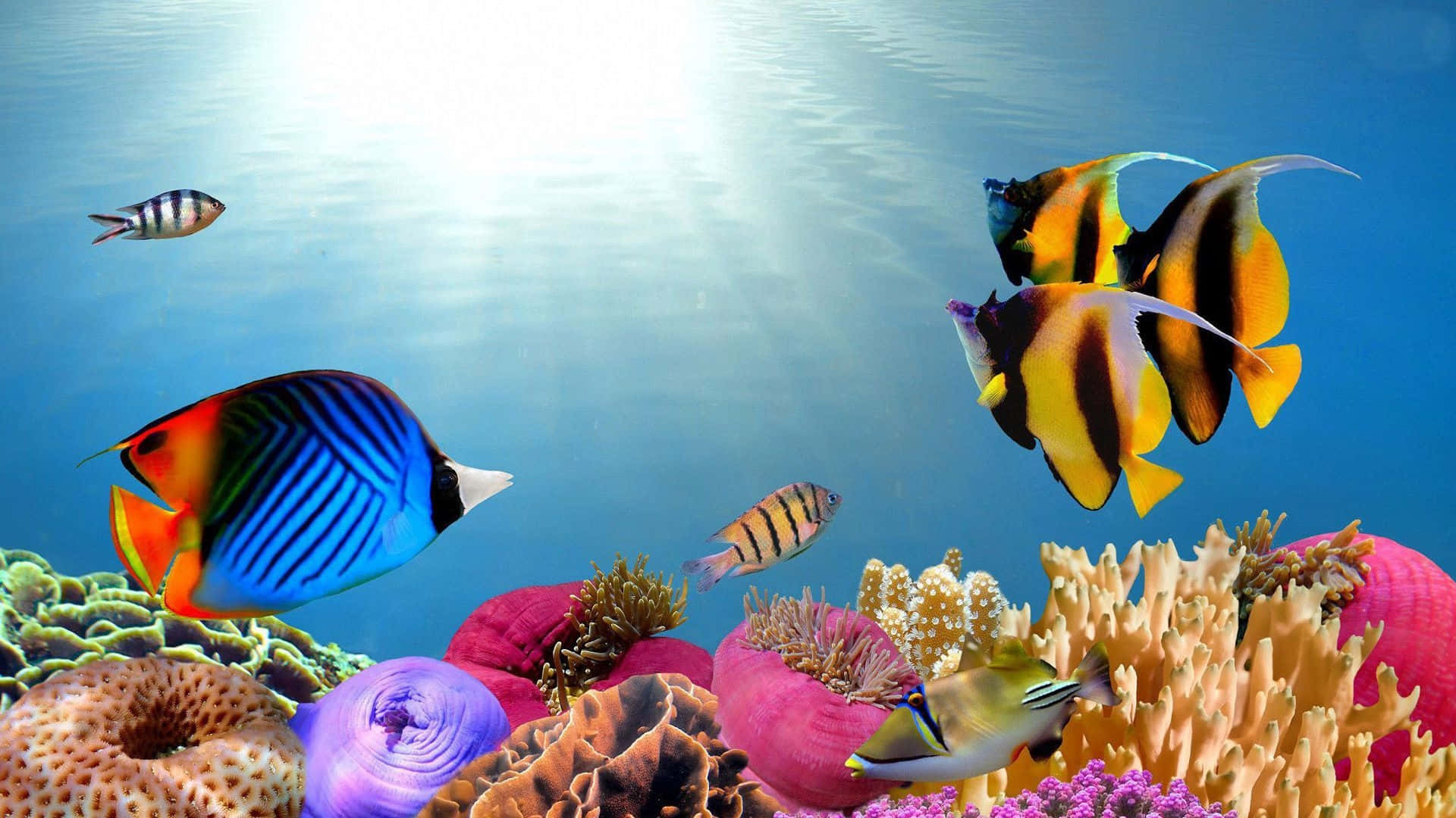 A Colorful Underwater Scene With Fish And Corals
