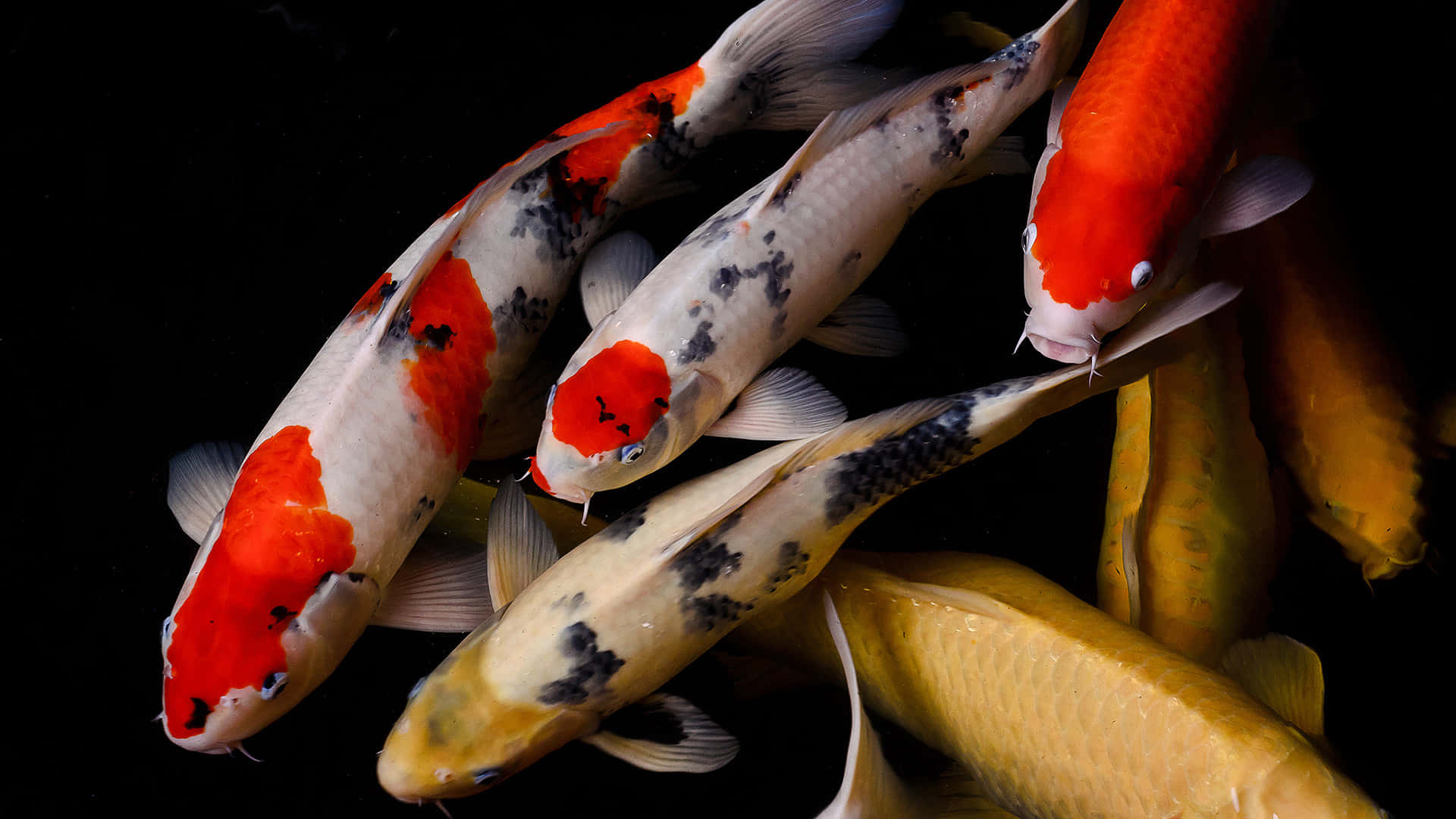 A Colorful Variety Of Live Koi Fish Background