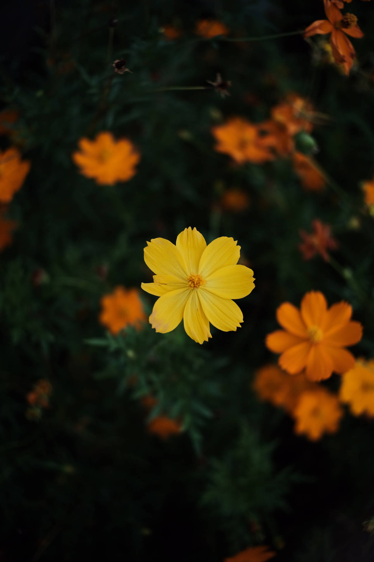 A Colorful, Vibrant Display Of Cosmic Flowers Set Against A Deep, Dim Background