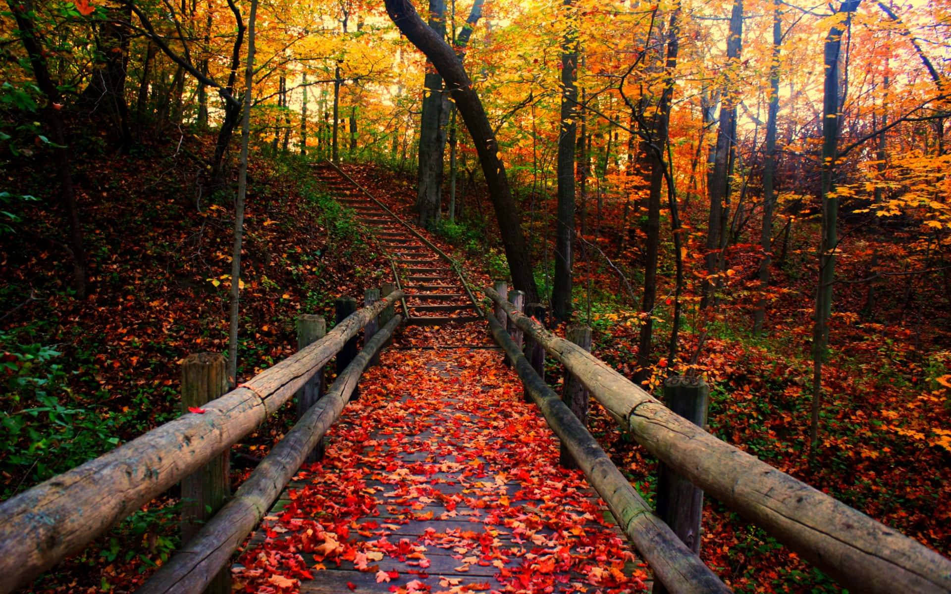 A Colourful Autumn Tree Surrounded By Red And Orange Leaves