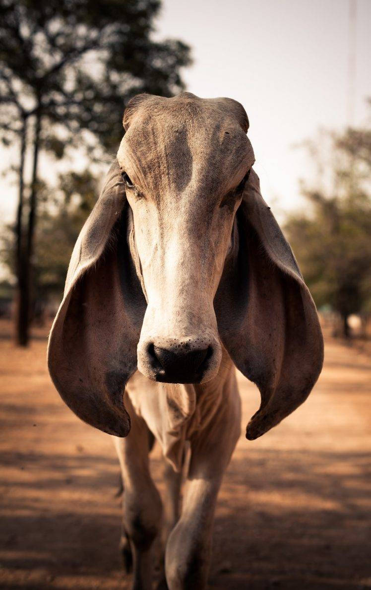 A Content, Floppy-eared Cow Enjoying The Pasture