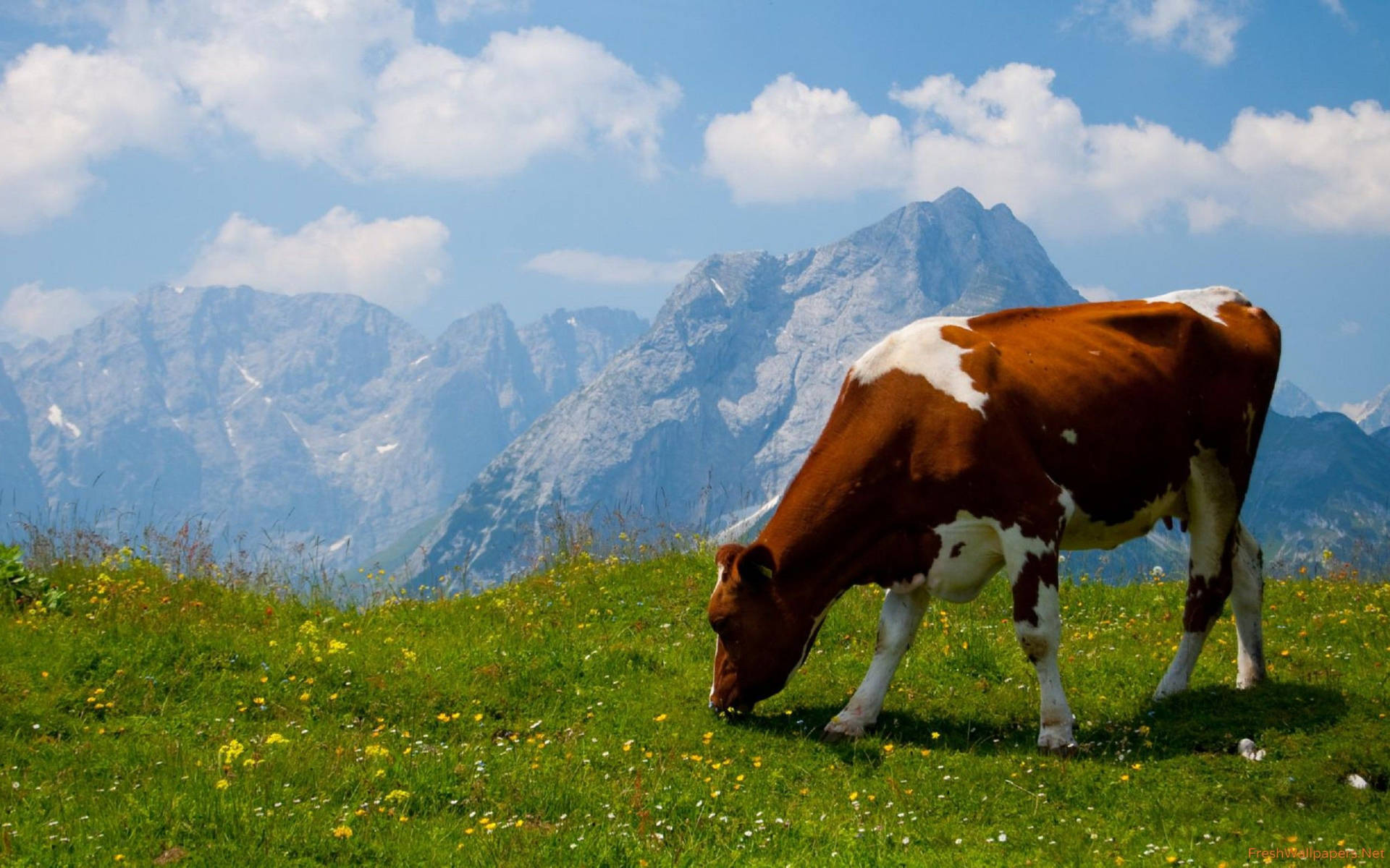 A Contented Brown Cow Peacefully Grazes In A Field Background