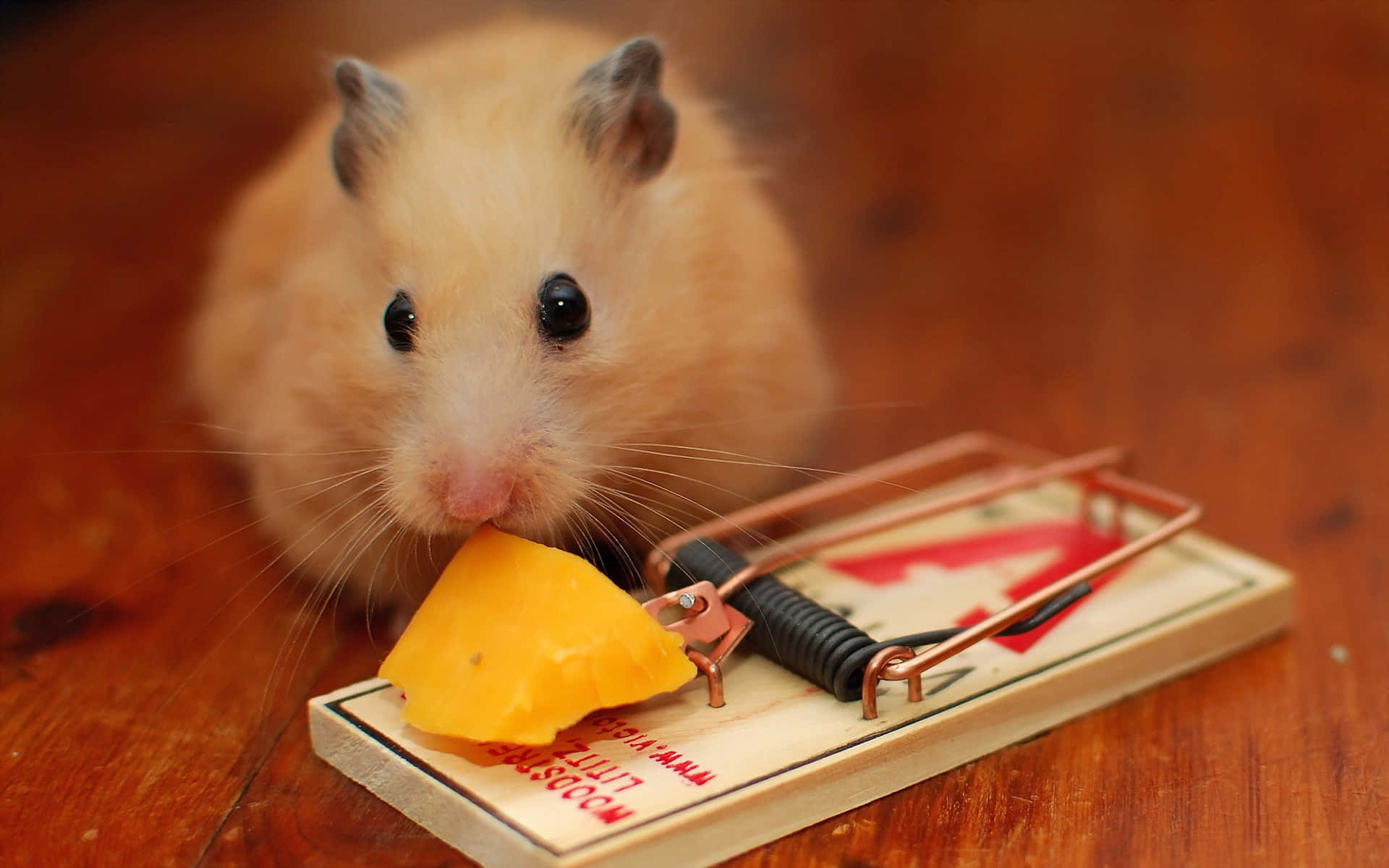 A Contented Hamster Enjoying A Snack