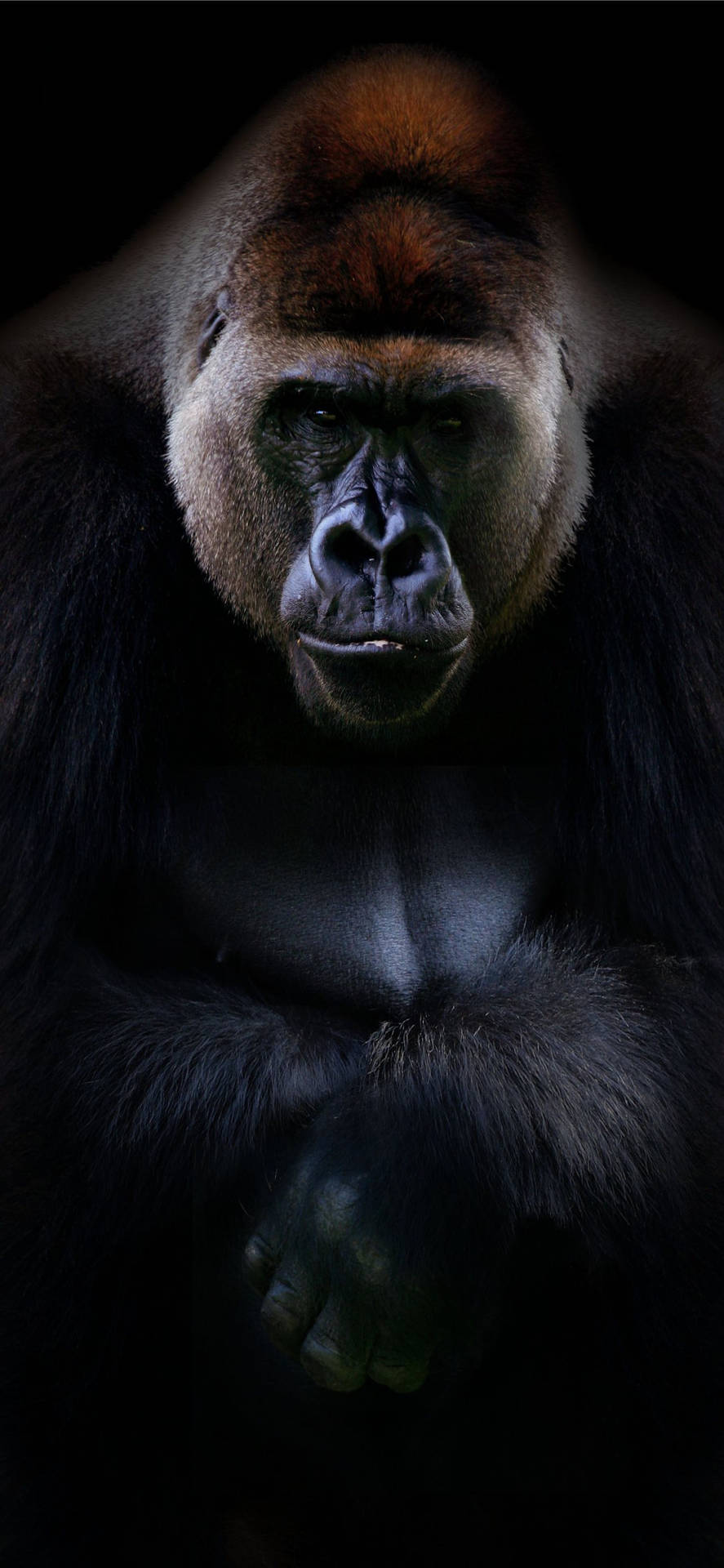 A Cool And Curious Gorilla Peers Out From The Tree Branches