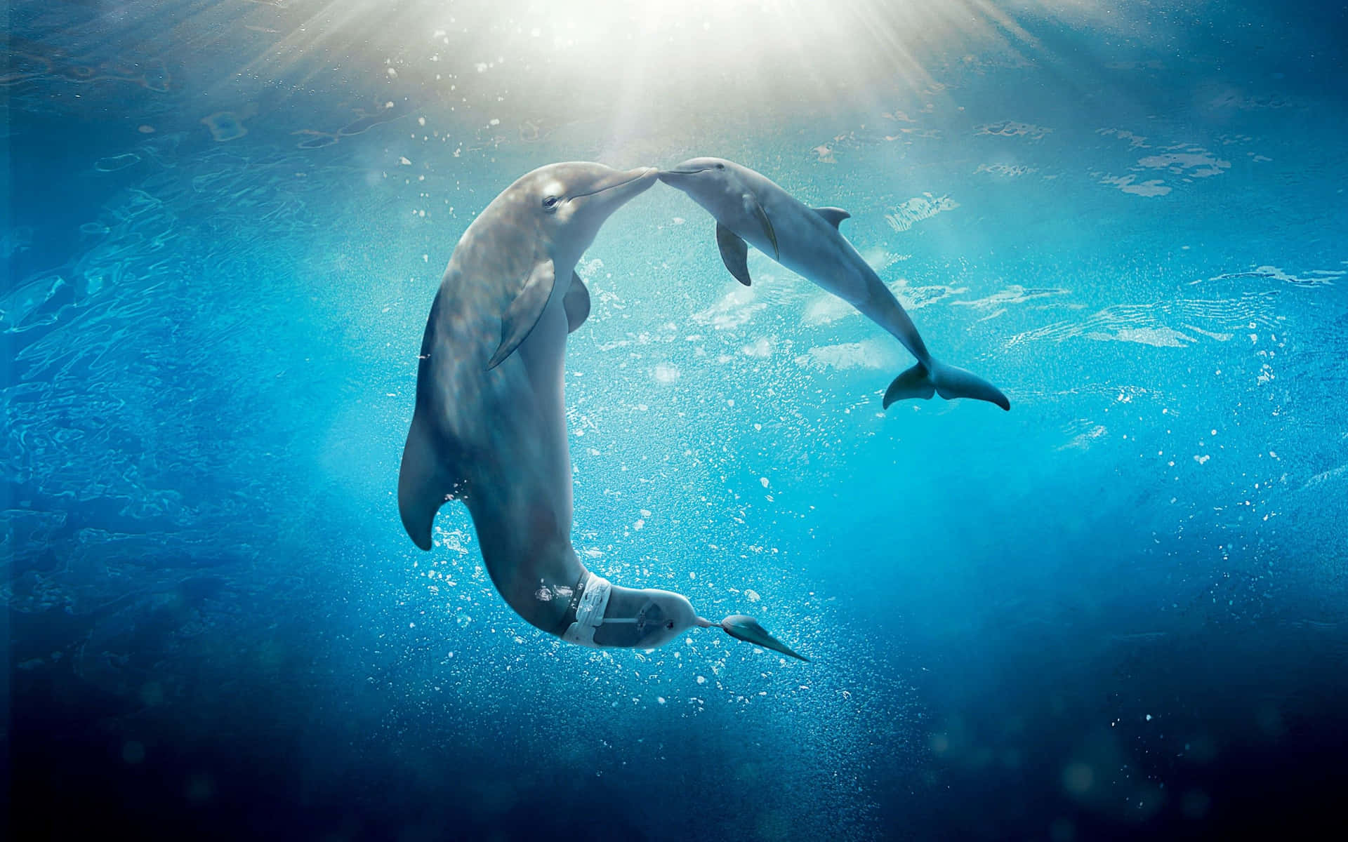 A Cool Dolphin Gracefully Swimming In The Night Sky. Background