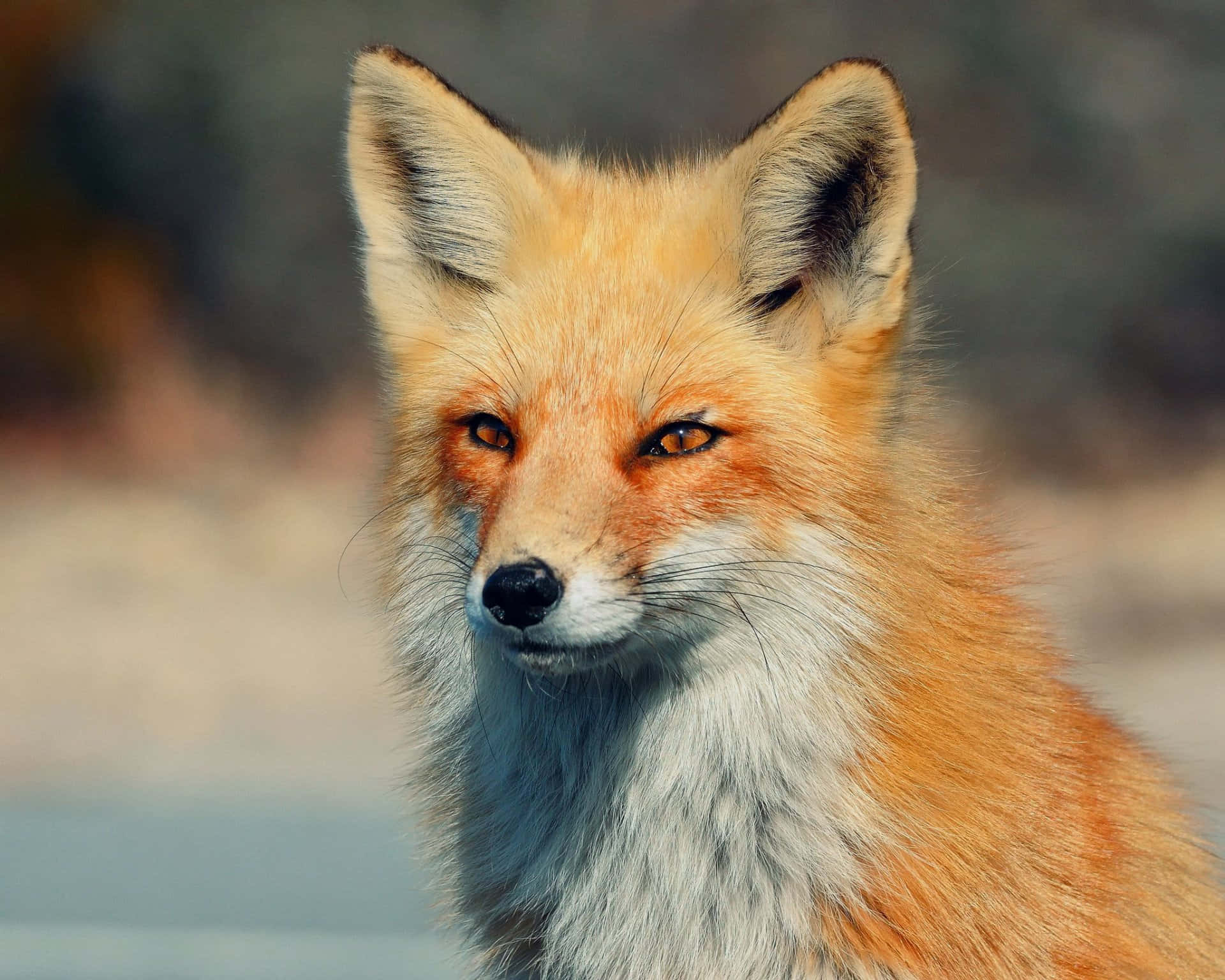 A Cool Fox Enjoying The Evening Shade Background