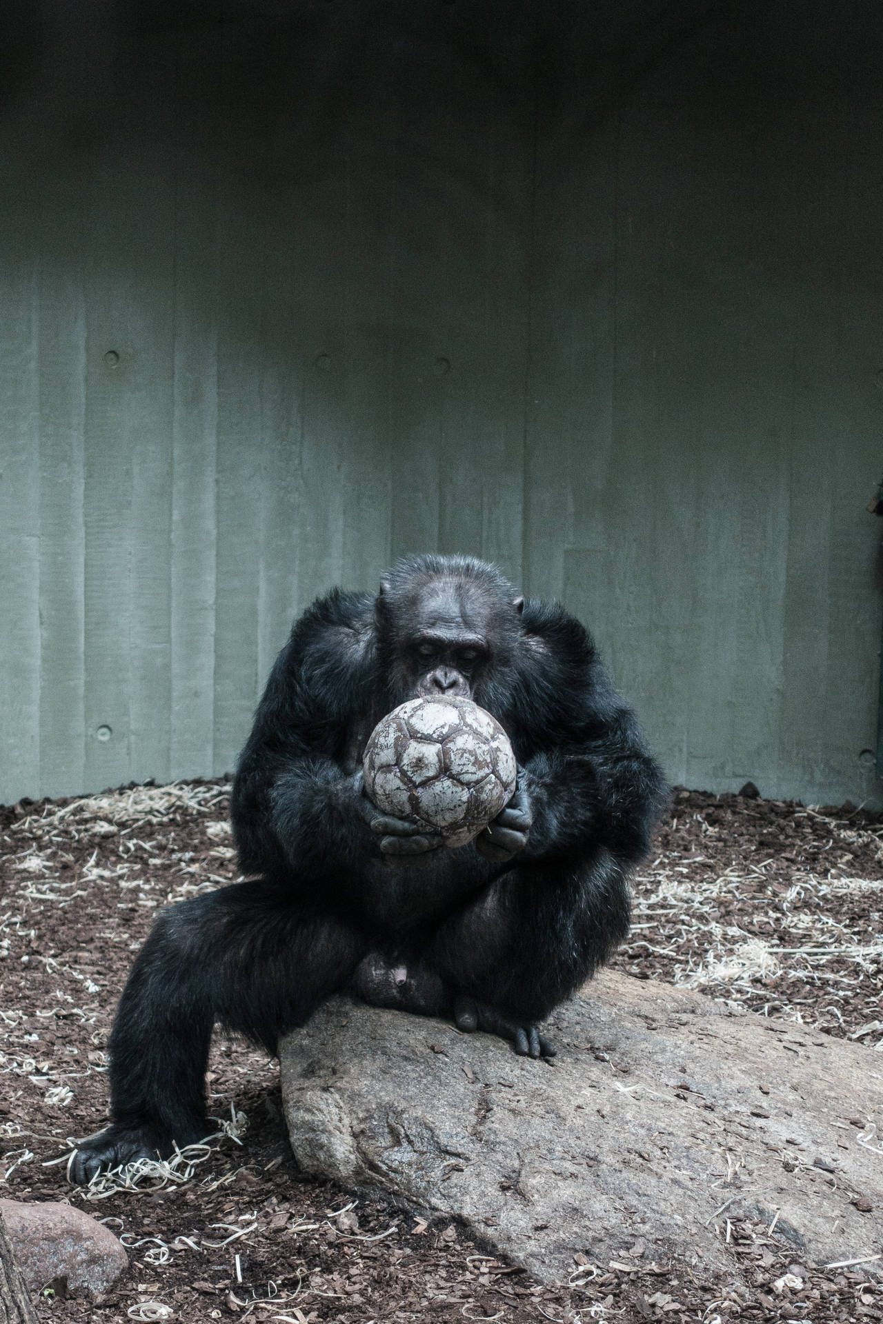 A Cool Gorilla Chilling On A Rock Background