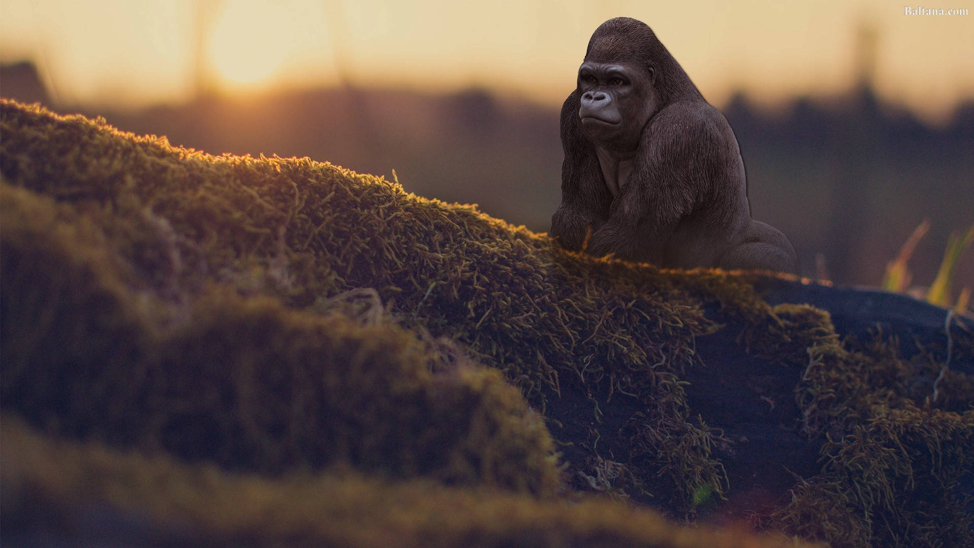 A Cool Gorilla Sitting In The Jungle Background