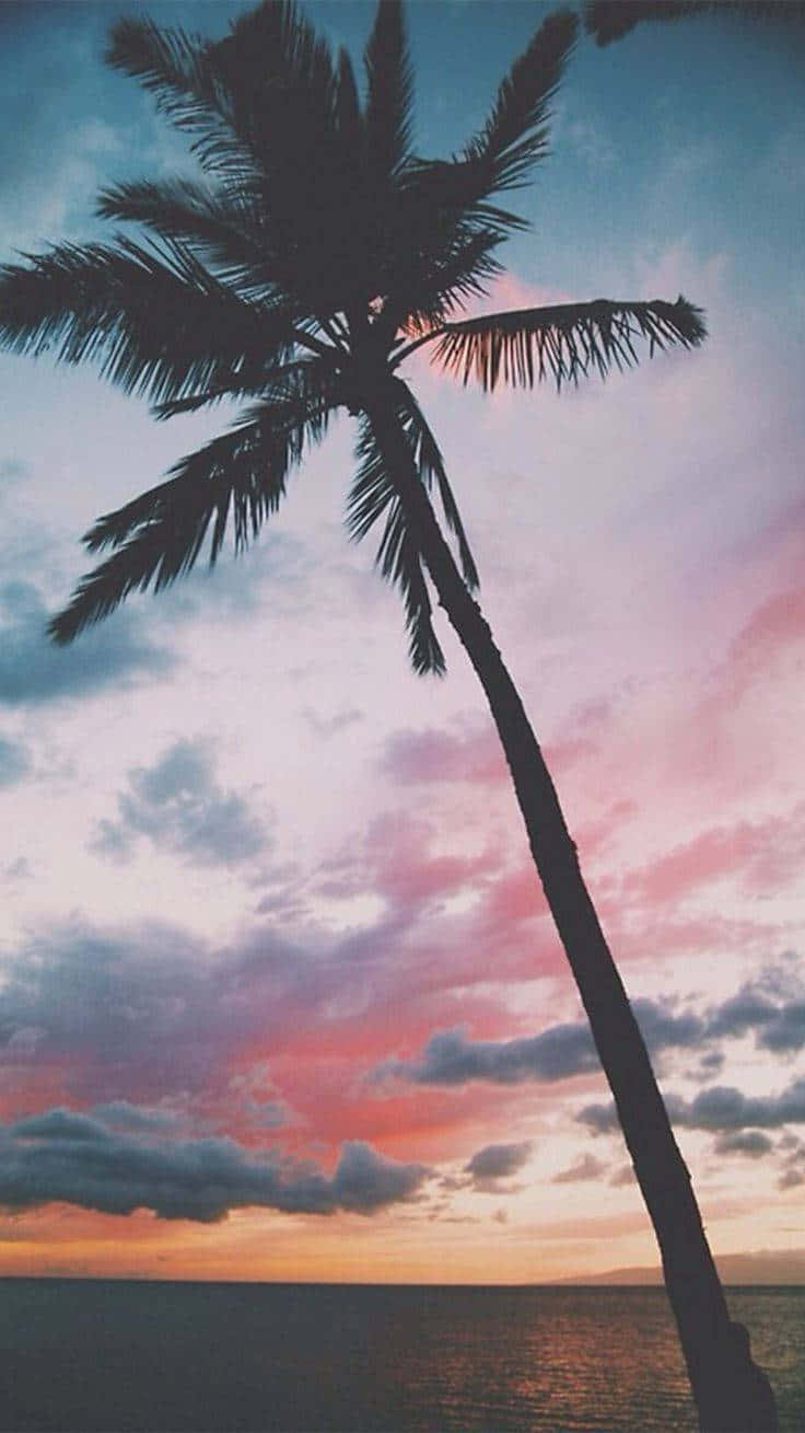 A Cool Palm Tree That Is Perfect For Any Setting Background