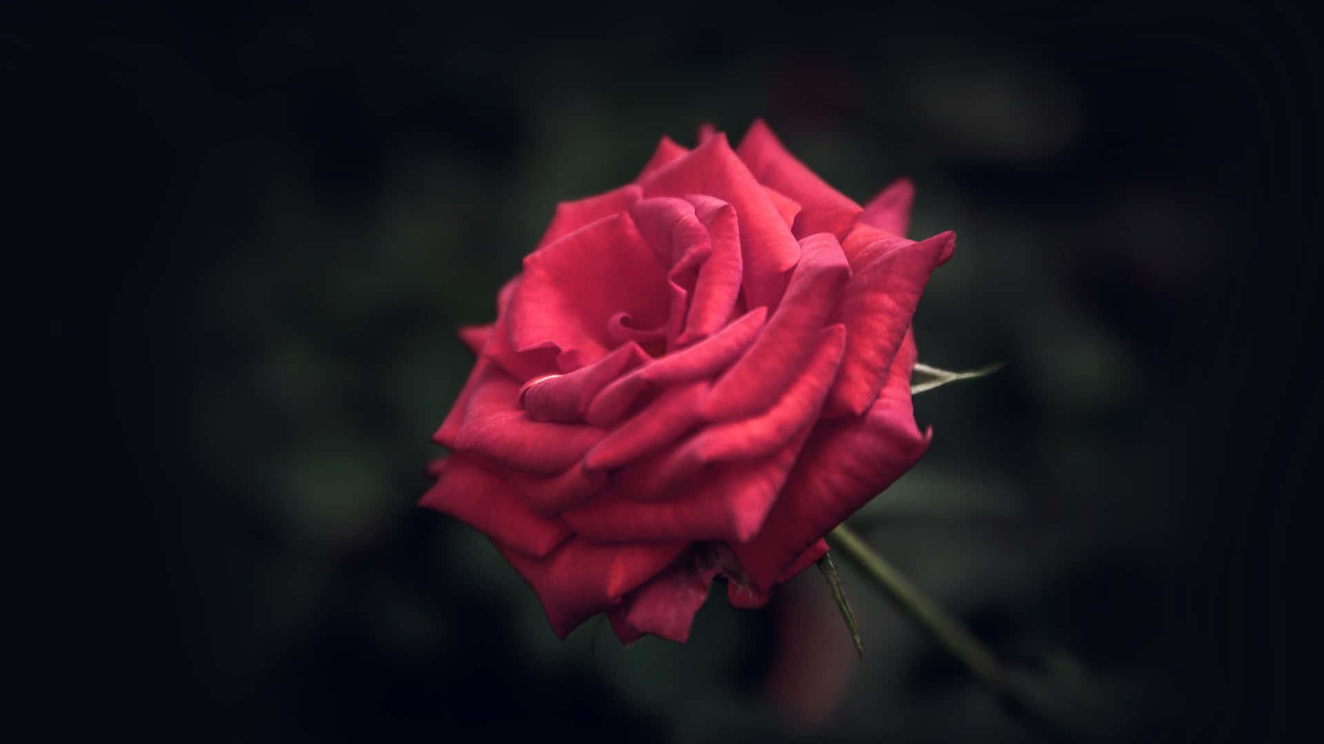 A Cool Rose For The Rose Of Passionate Love Background