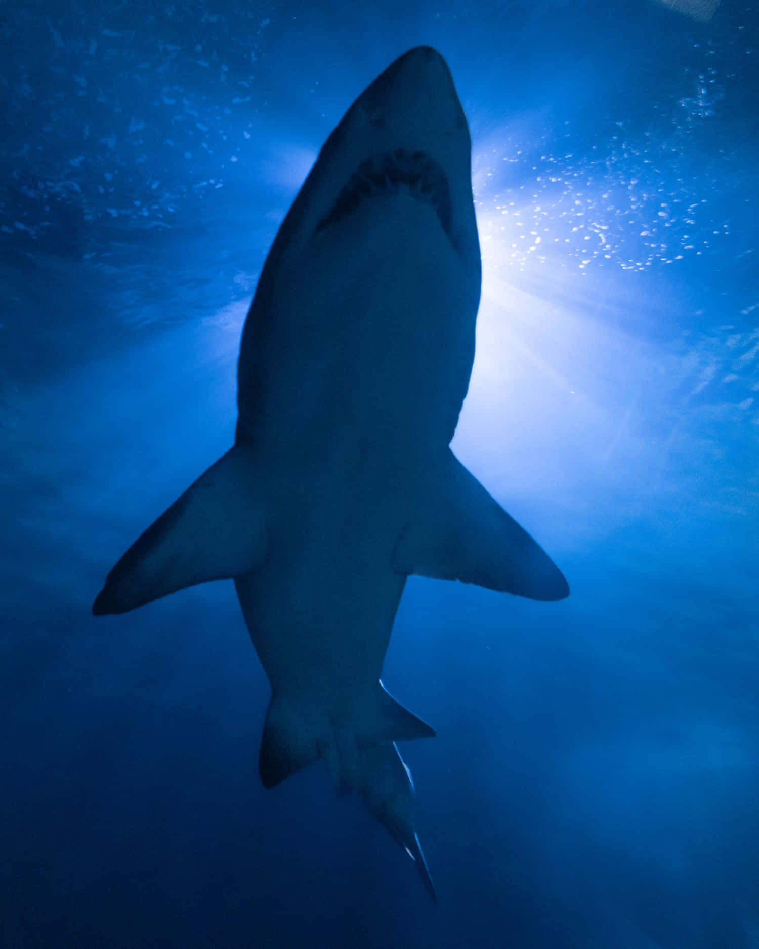 A Cool Shark Swims Near The Beach Background