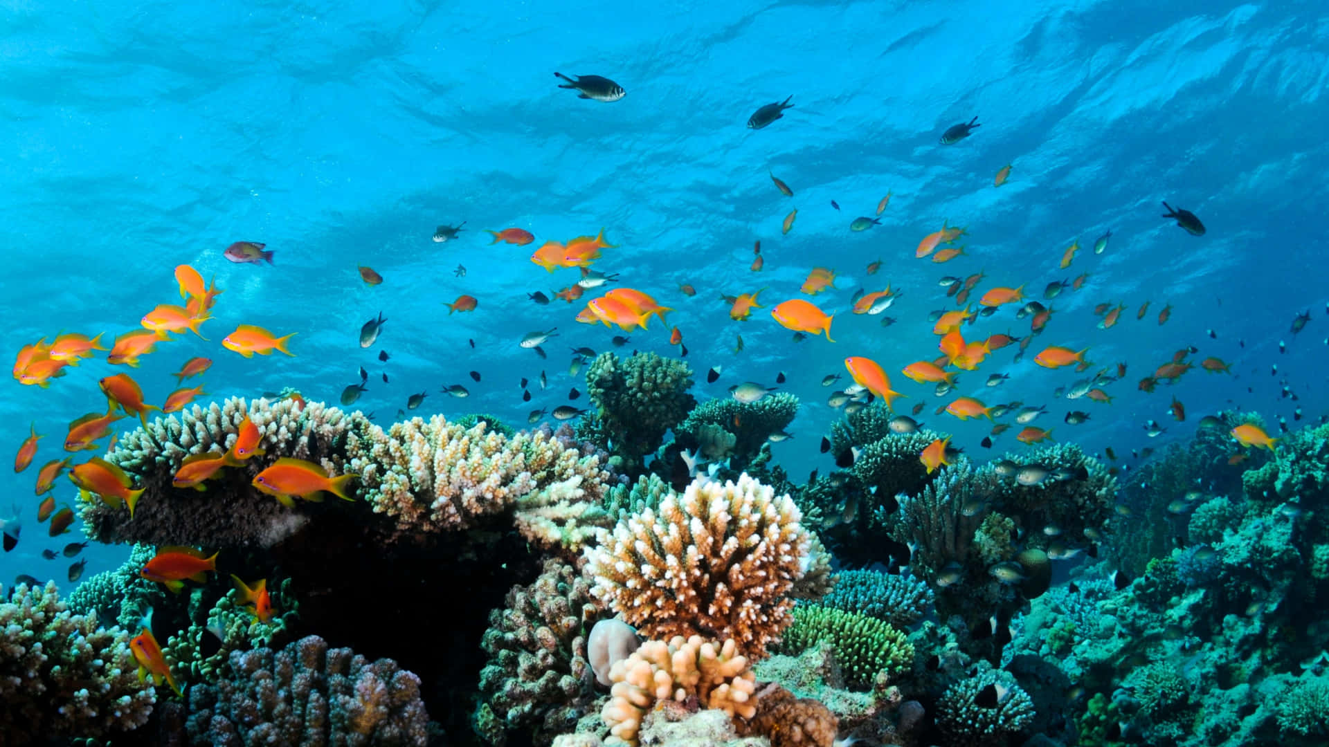 A Coral Reef With Many Fish Swimming Around Background