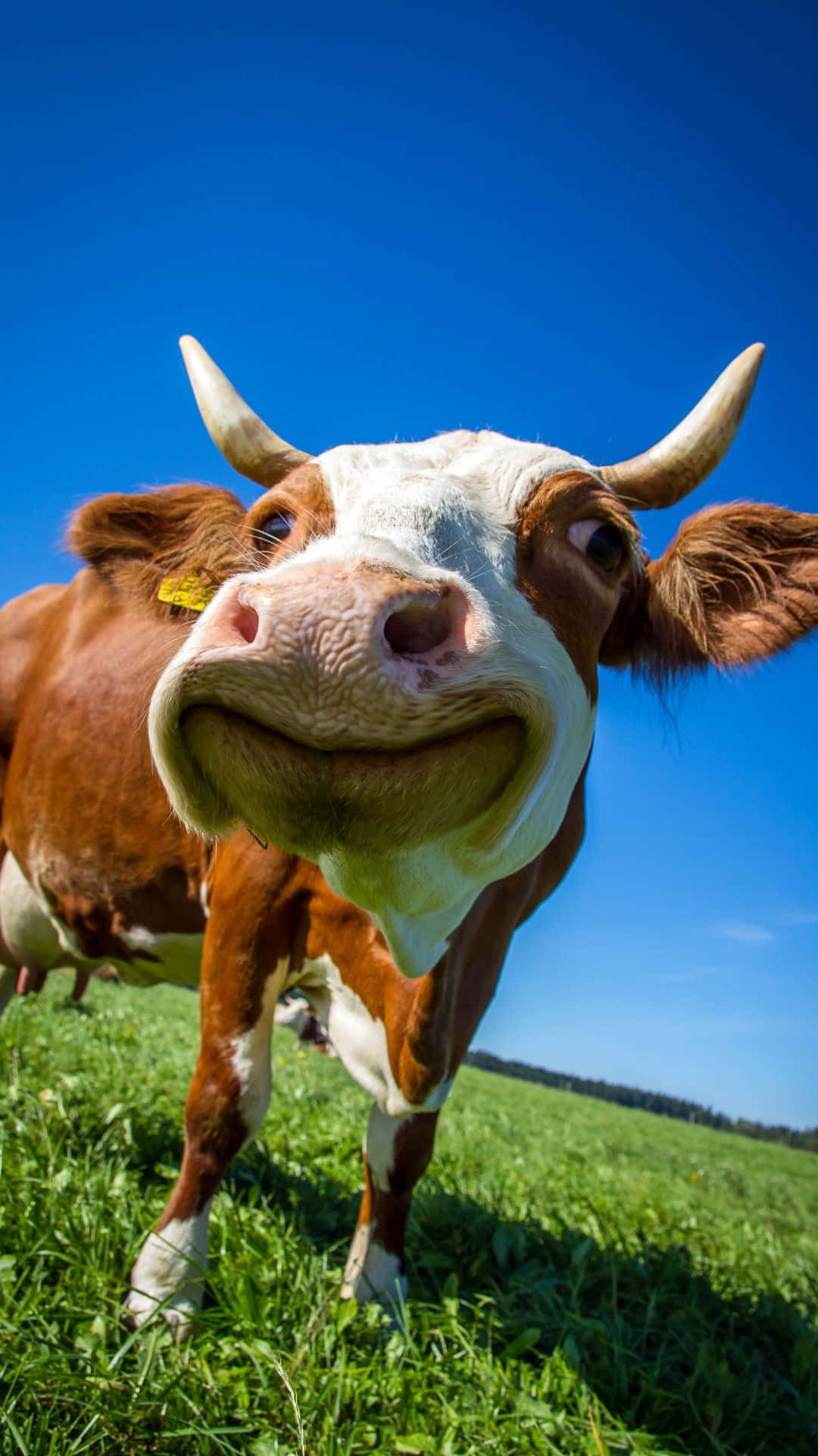 A Cow In A Field Background
