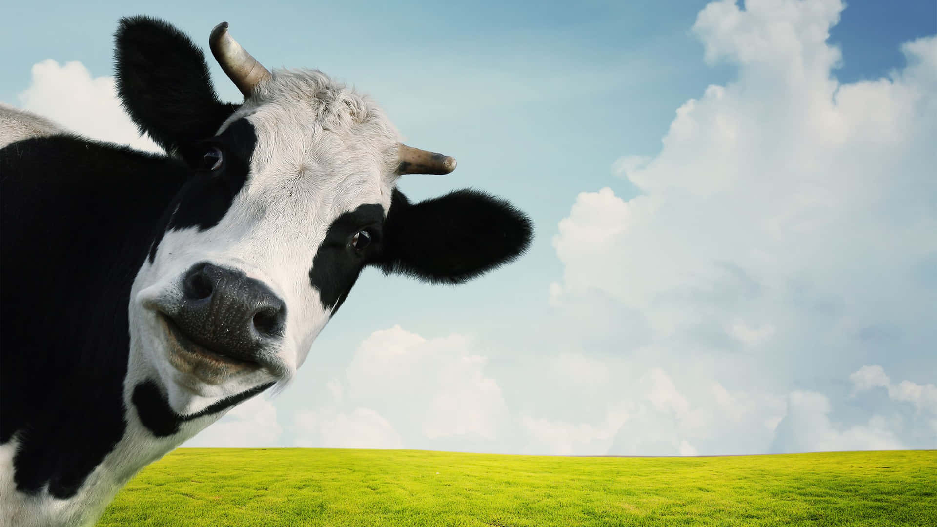 A Cow Is Standing In A Field With A Blue Sky Background